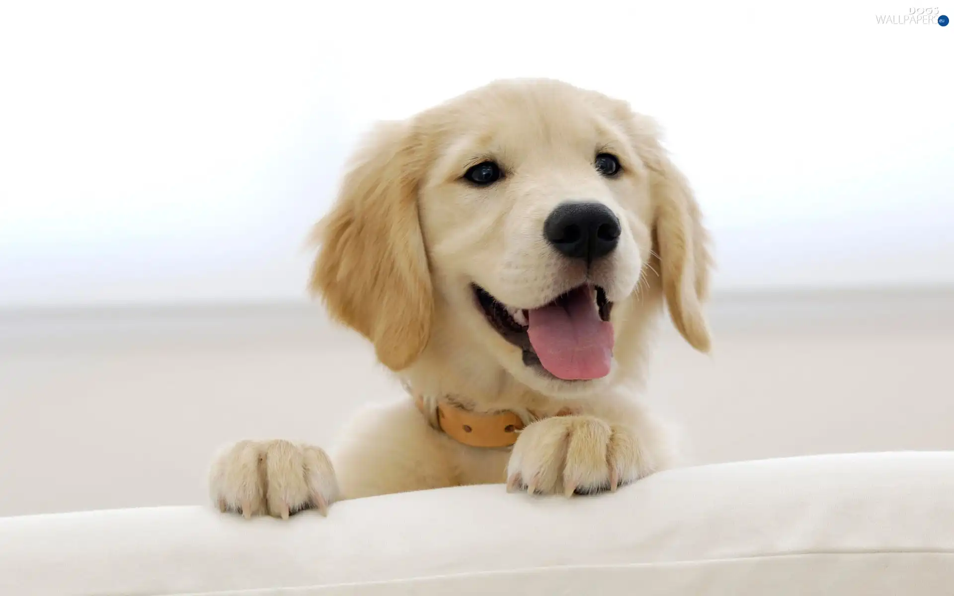 golden, retriever, doggy