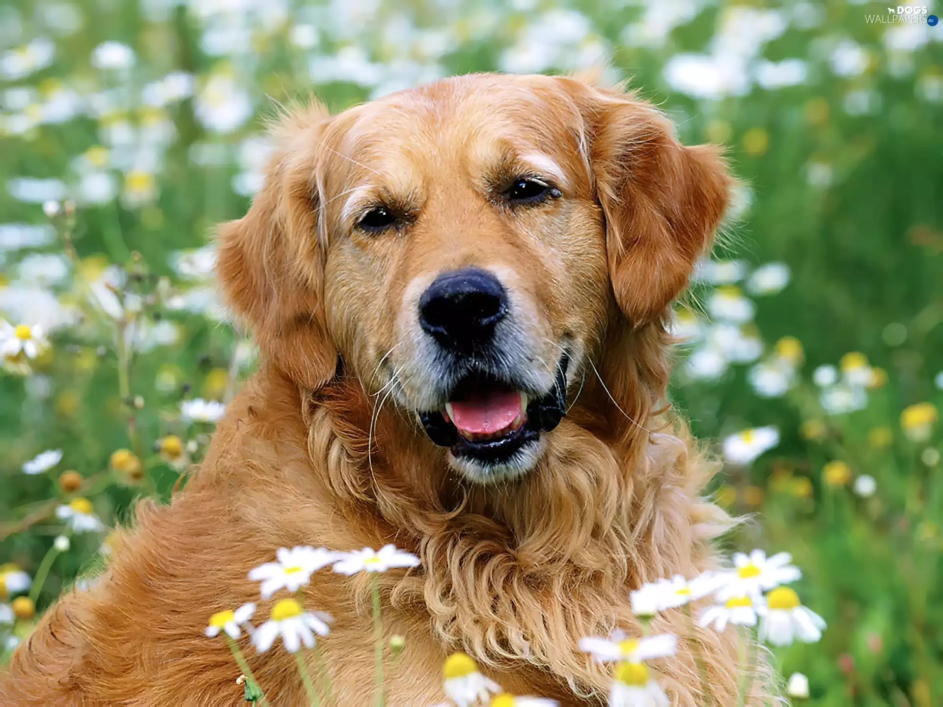 golden, Flowers, grass, retriever