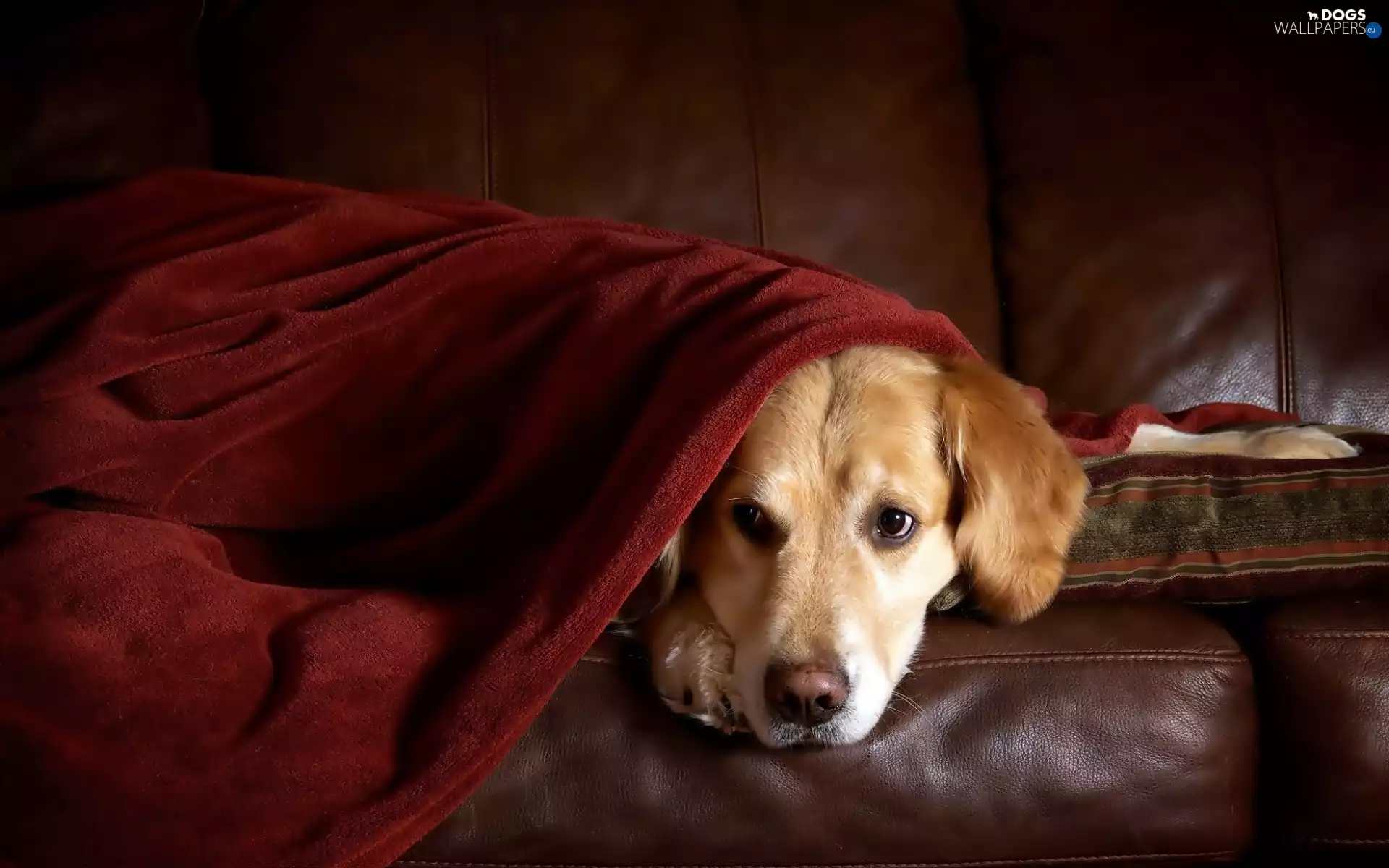 golden, Sofa, resting, retriever