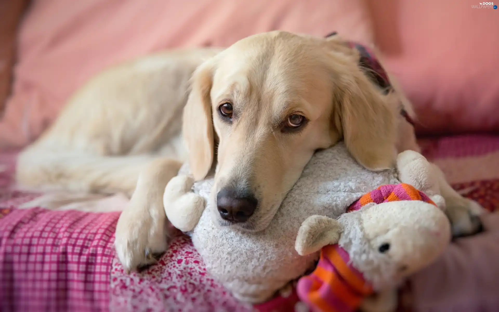 Golden Retriever, sad