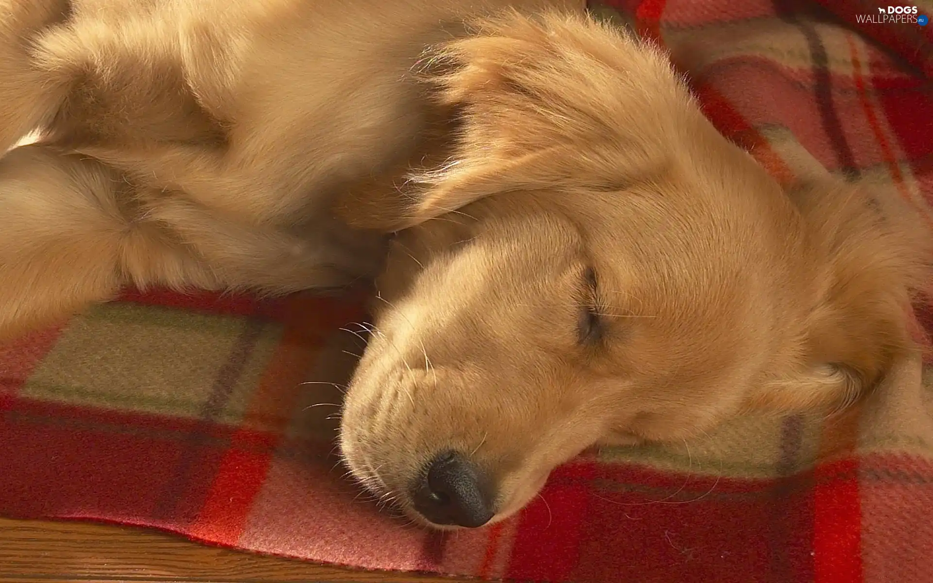 golden, retriever, sleepy