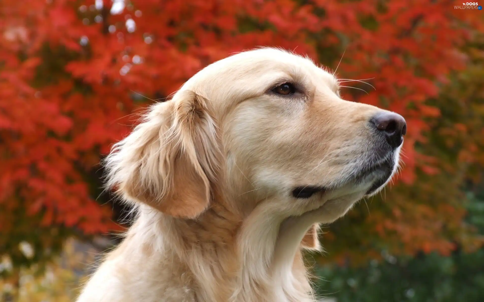 Golden Retriever, Sponge