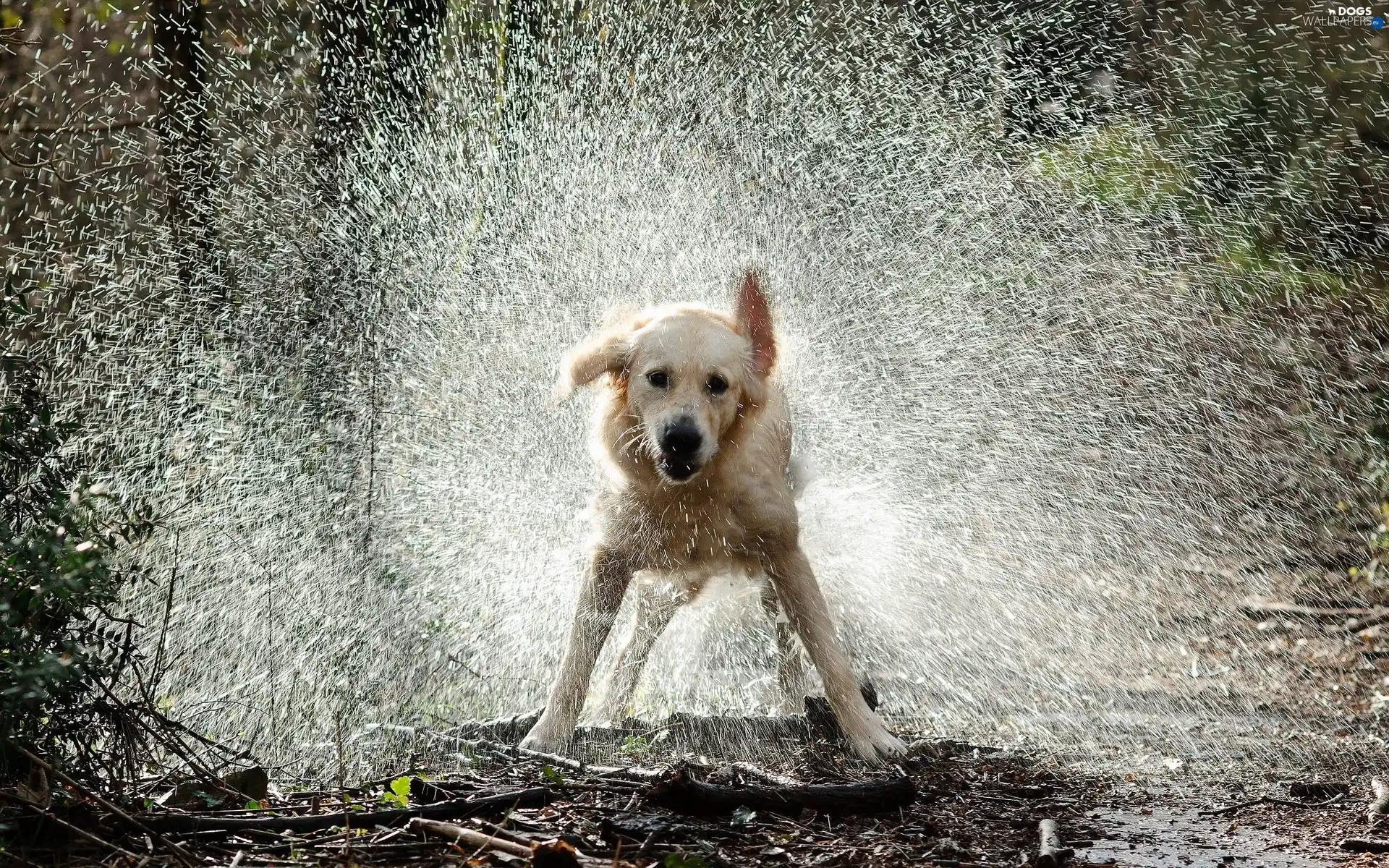 Golden Retriever, water