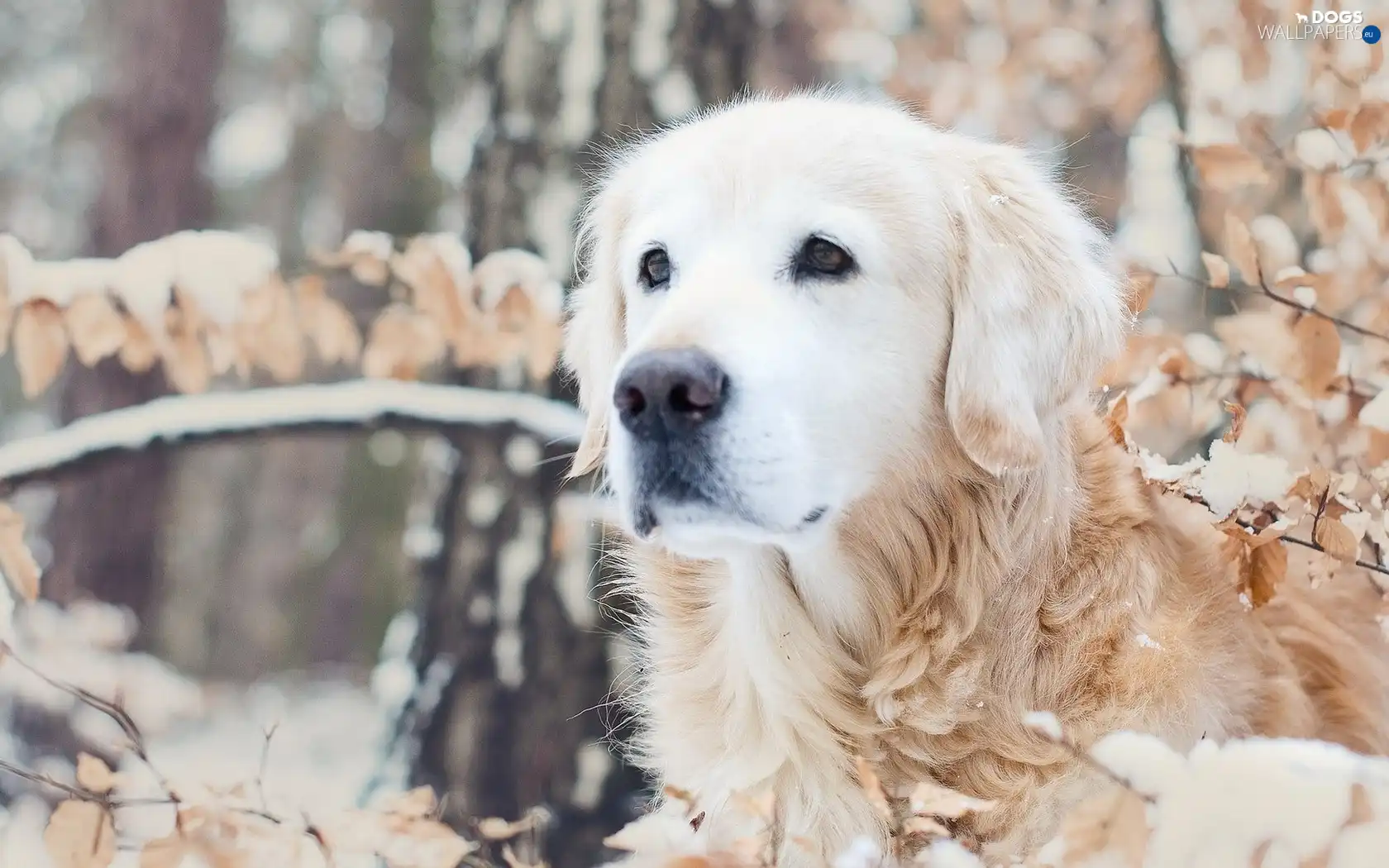 retriever, golden