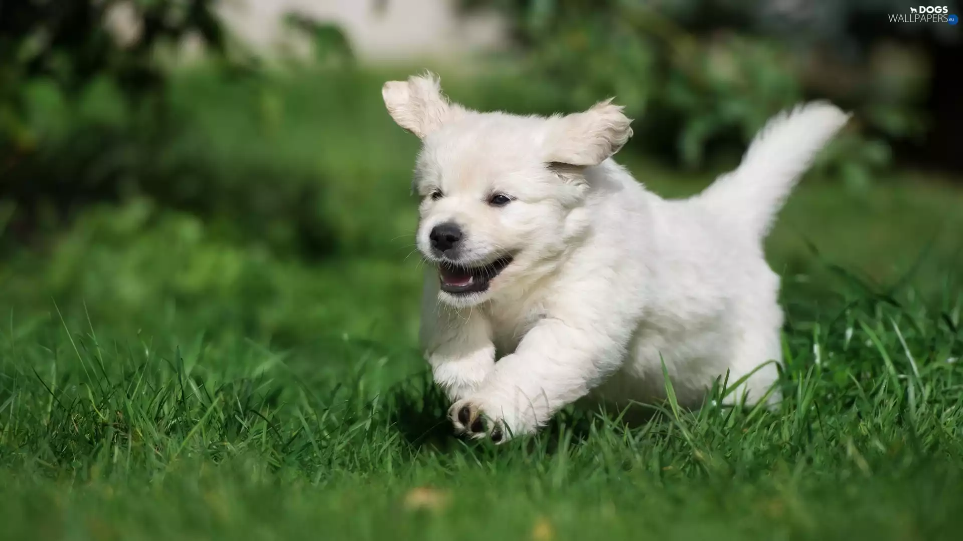 grass, Puppy, Golden Retriever