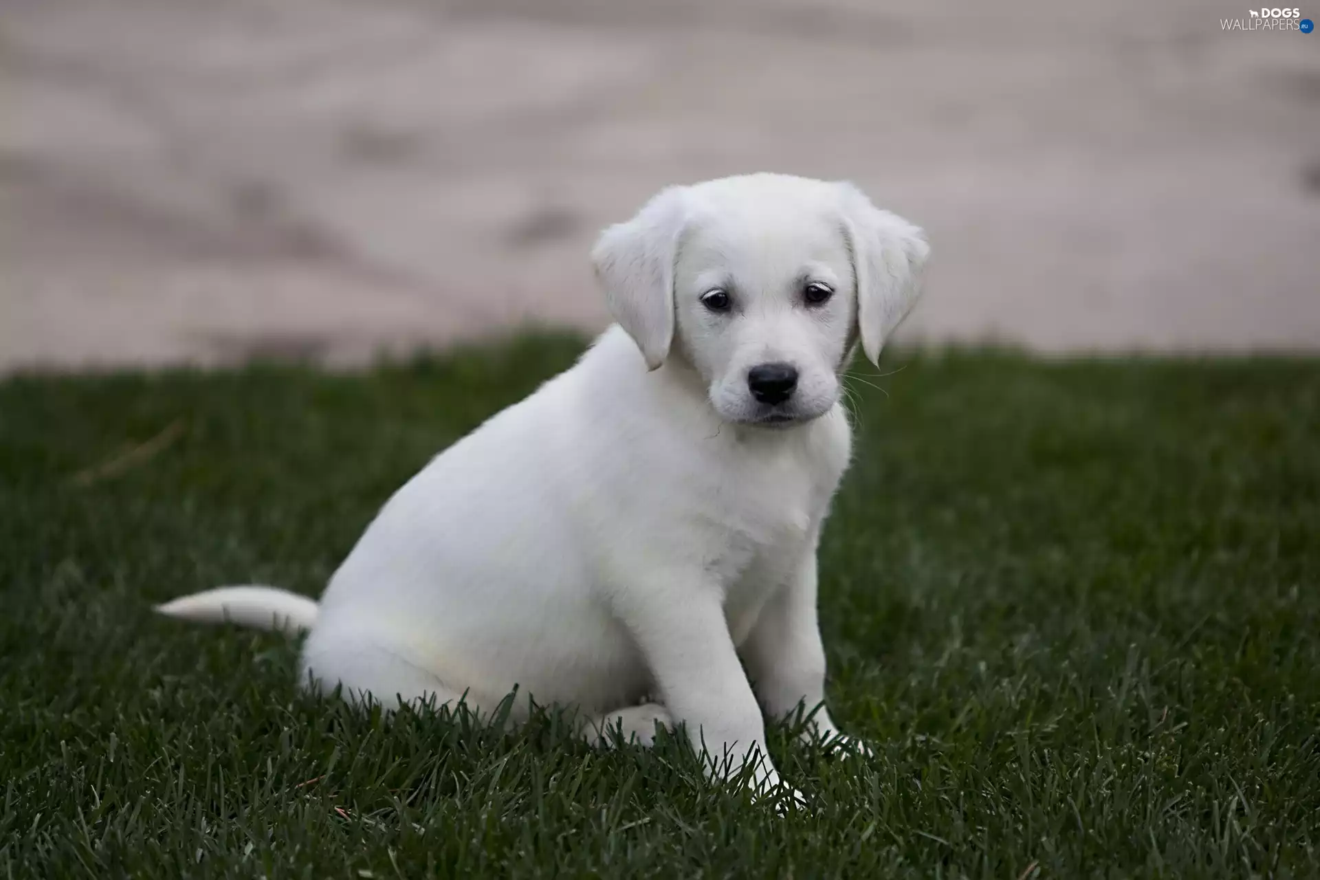 grass, Puppy, Labrador Retriever