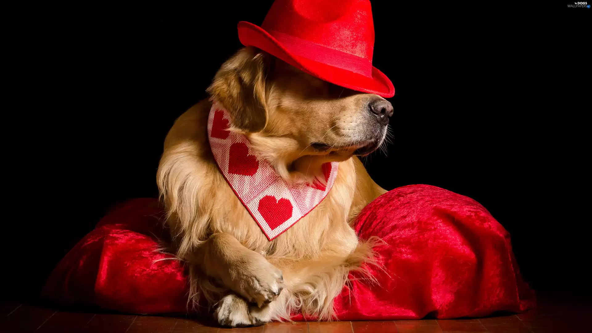 Golden Retriever, Hat, Pillow, Red