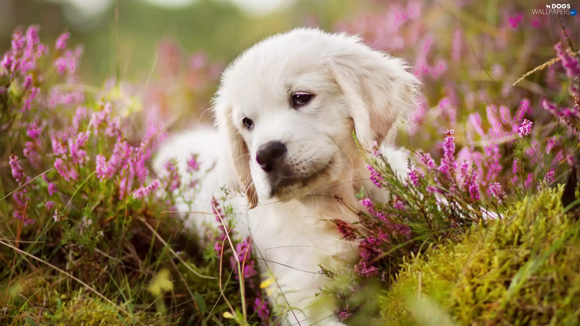 heather, Puppy, Golden Retriever