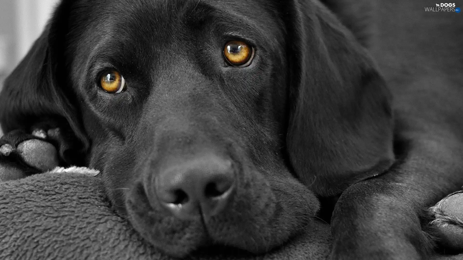 Labrador, retriever, Black