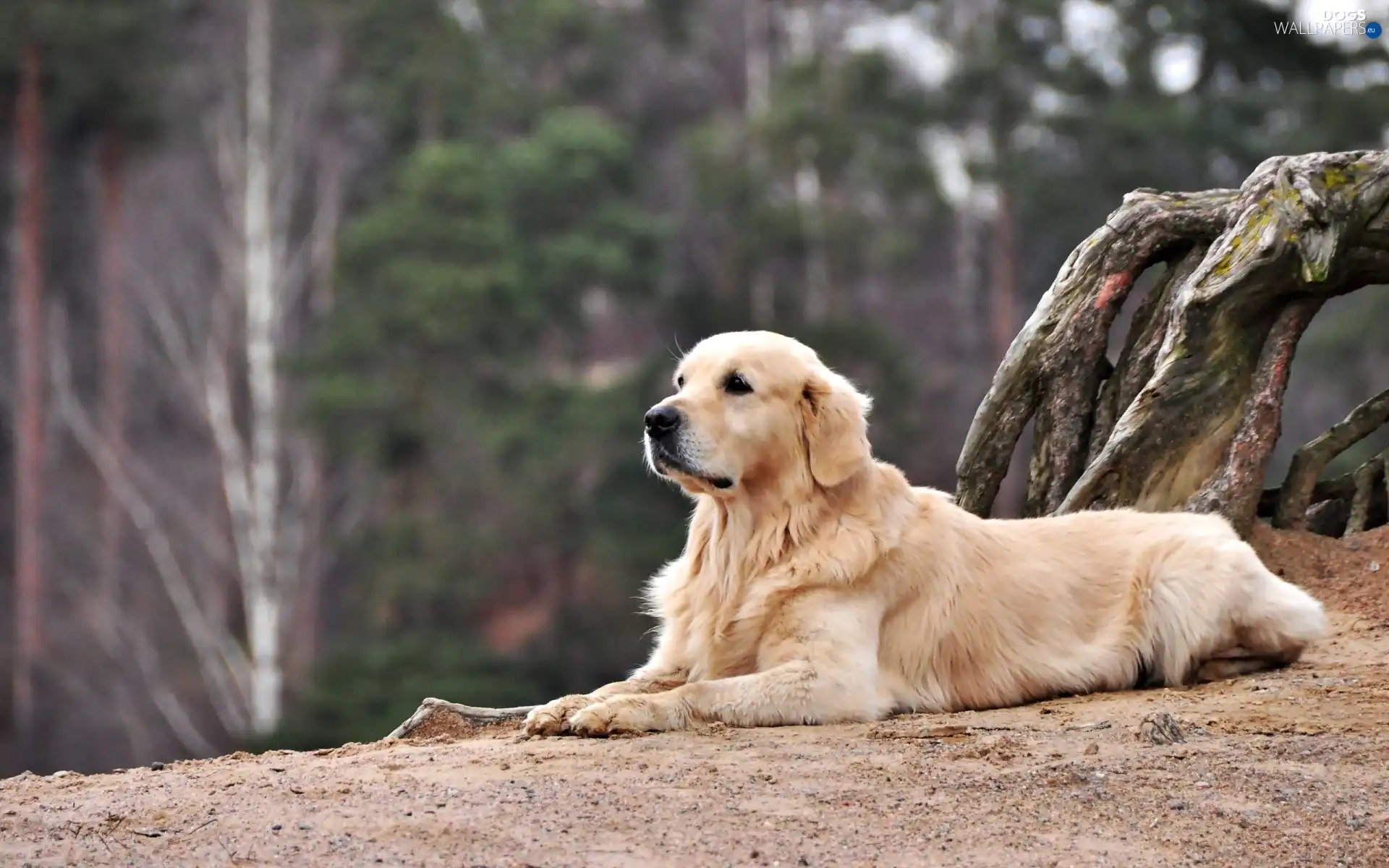 golden, dog