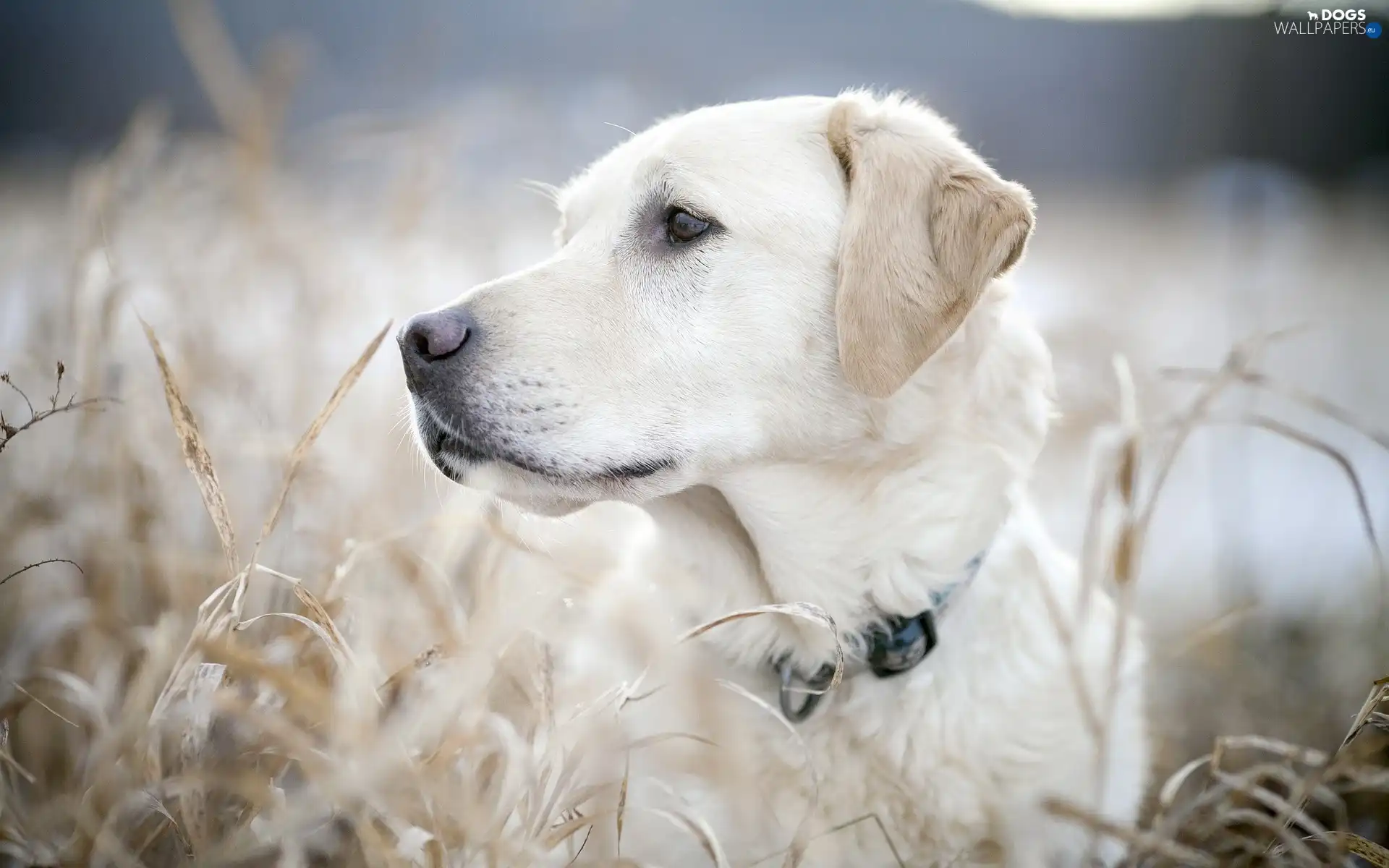 Labrador, retriever, dog