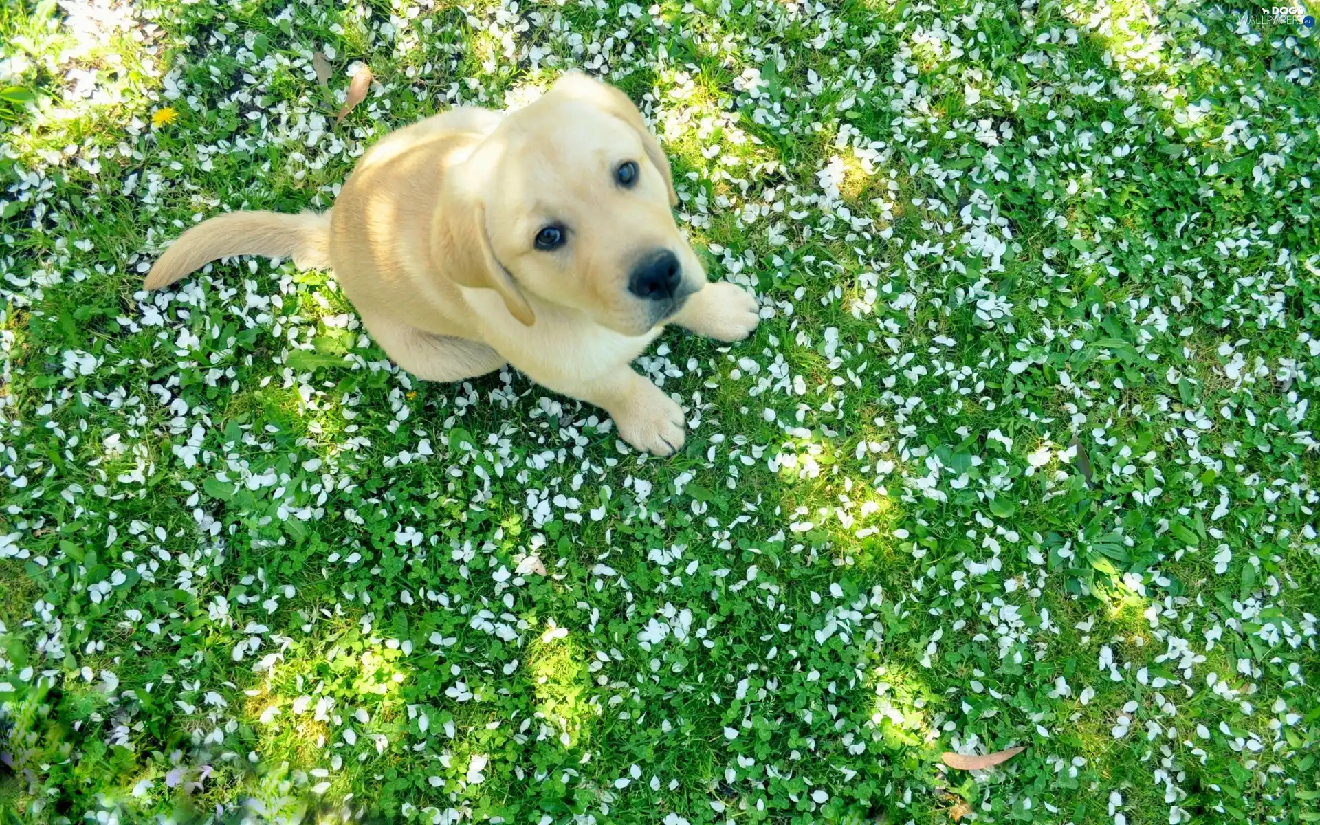 Labrador, retriever, Puppy