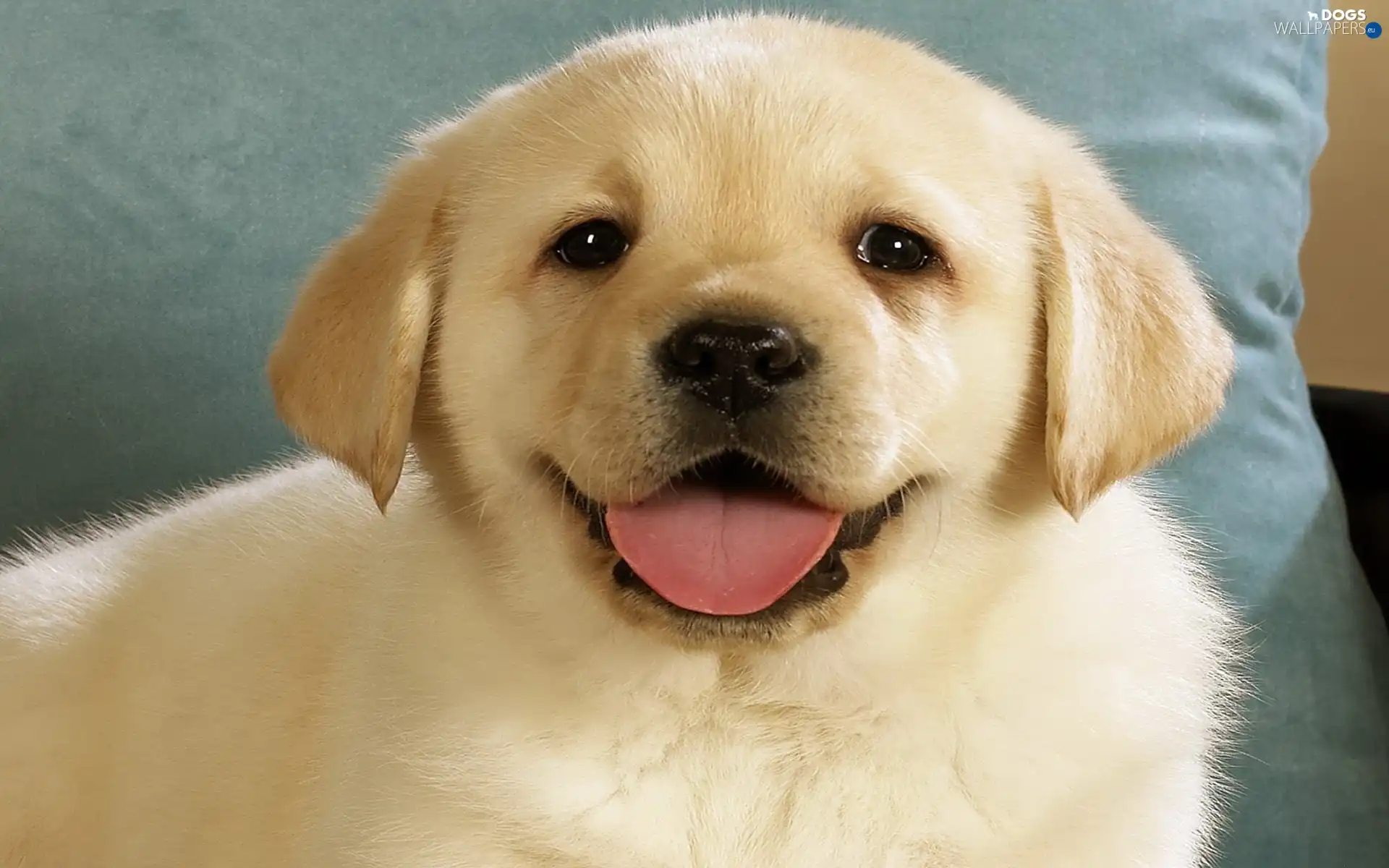 Labrador, retriever, Puppy