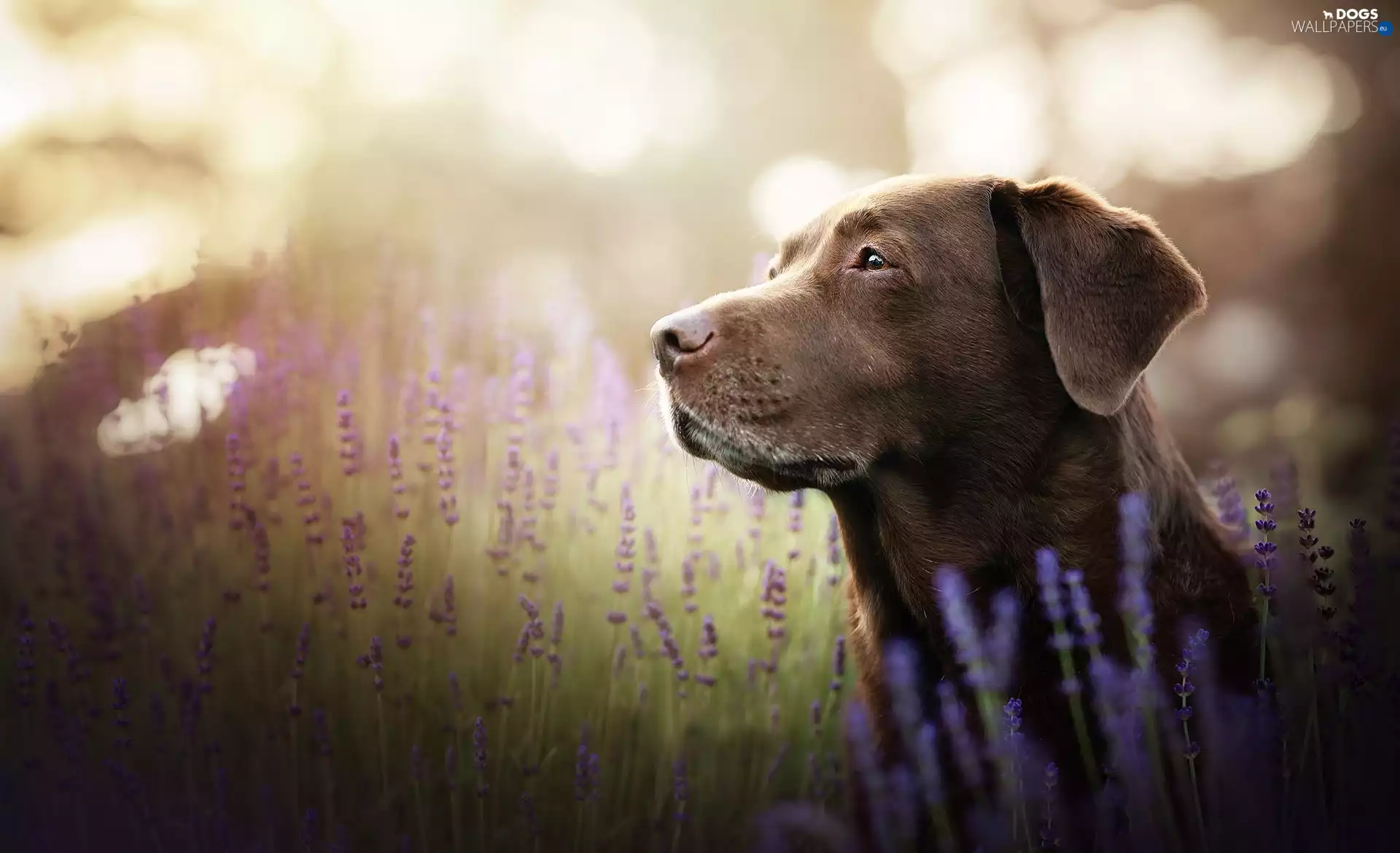 lavender, dog, Labrador Retriever