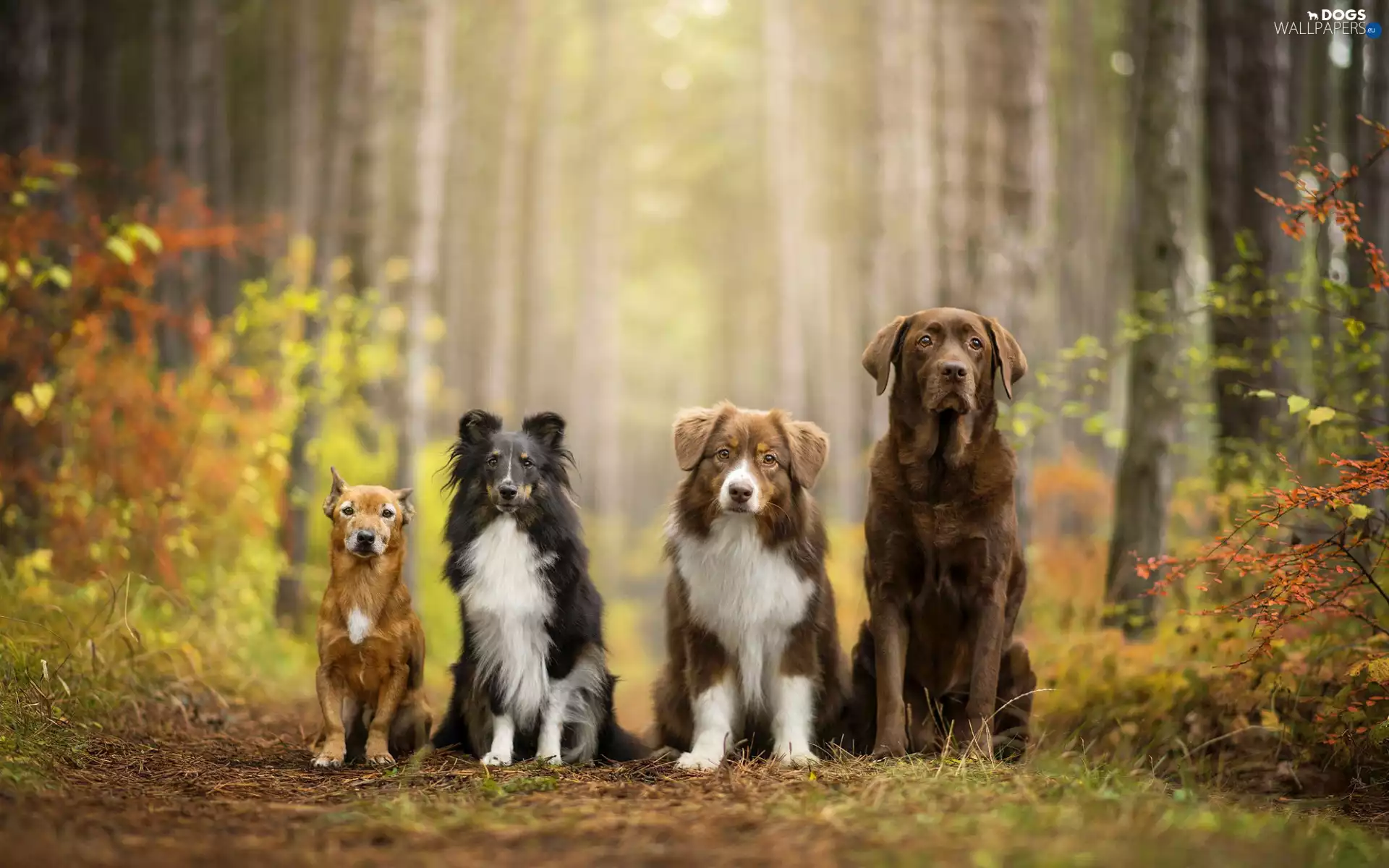 shetland Sheepdog, Australian Shepherd, Bush, Labrador Retriever, lea, mongrel, Dogs, forest