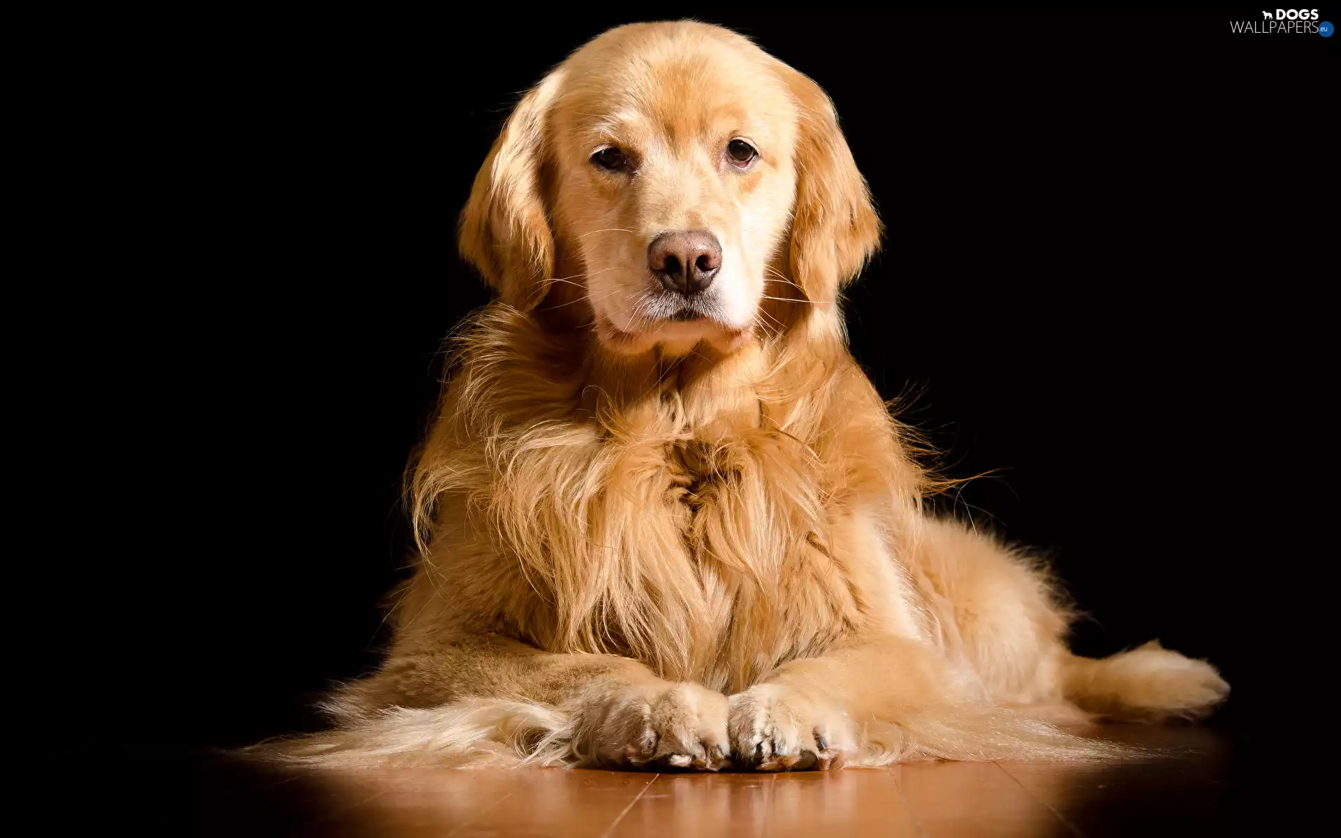 lying, dog, Golden Retriever