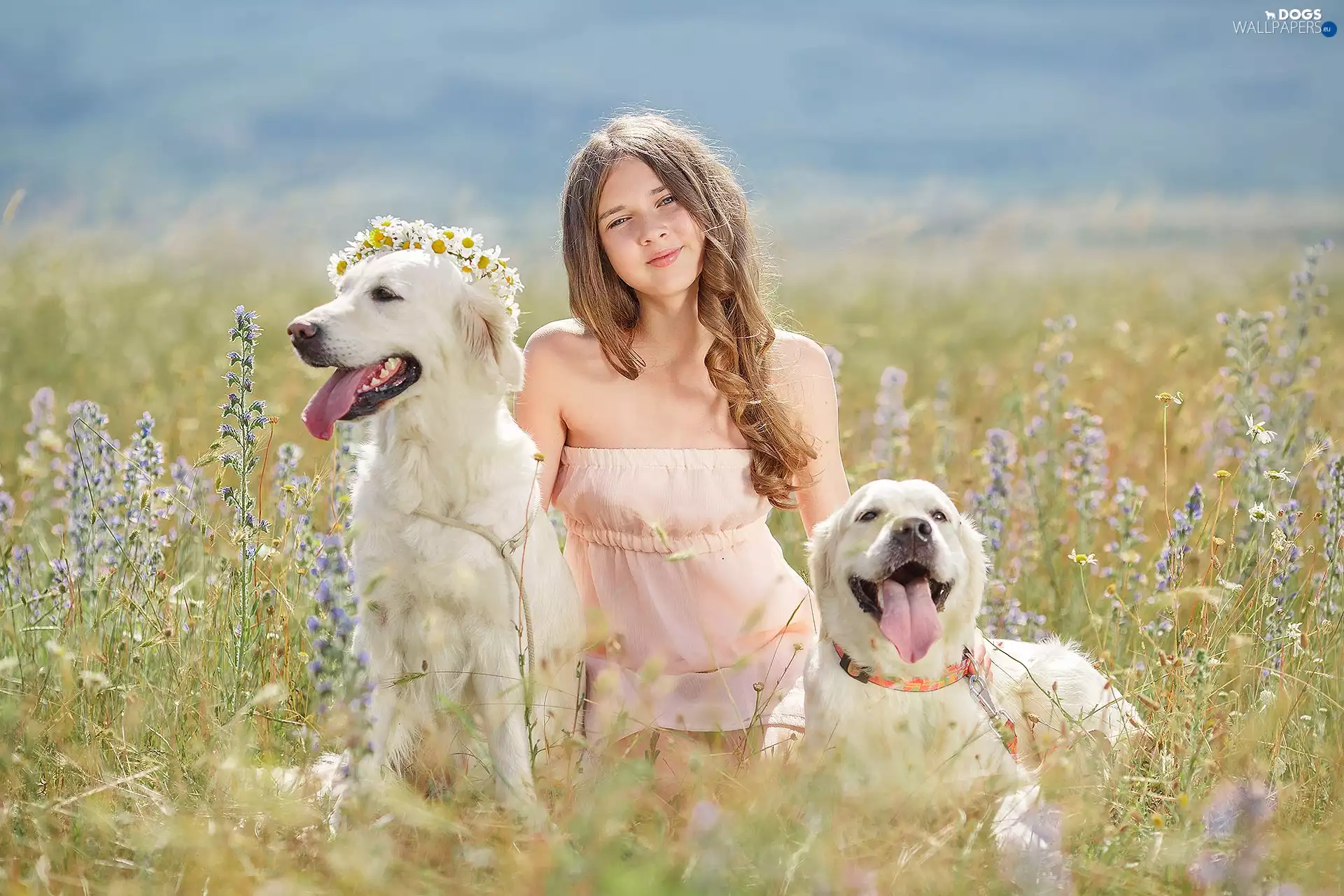 Golden Retriever, Meadow, wreath, girl