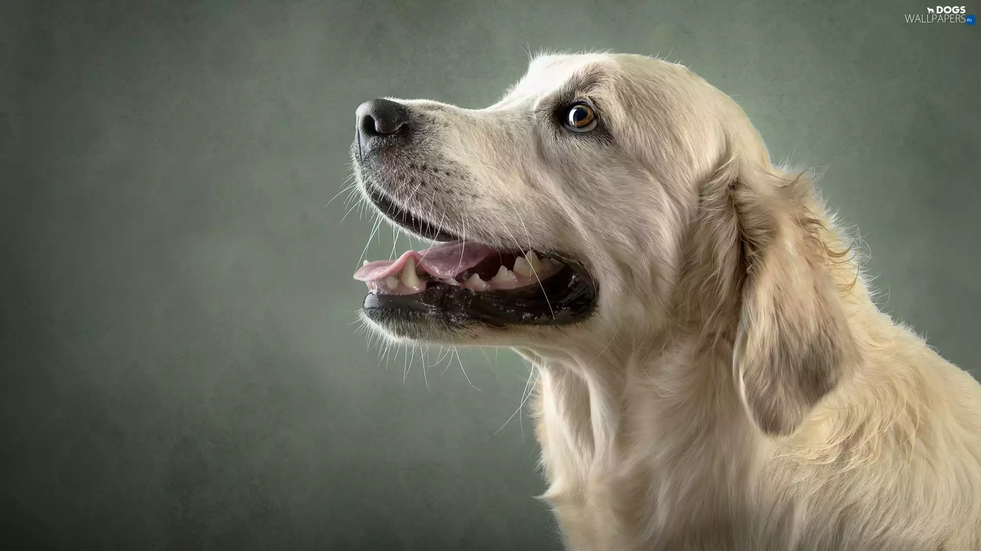 muzzle, dog, Golden Retriever