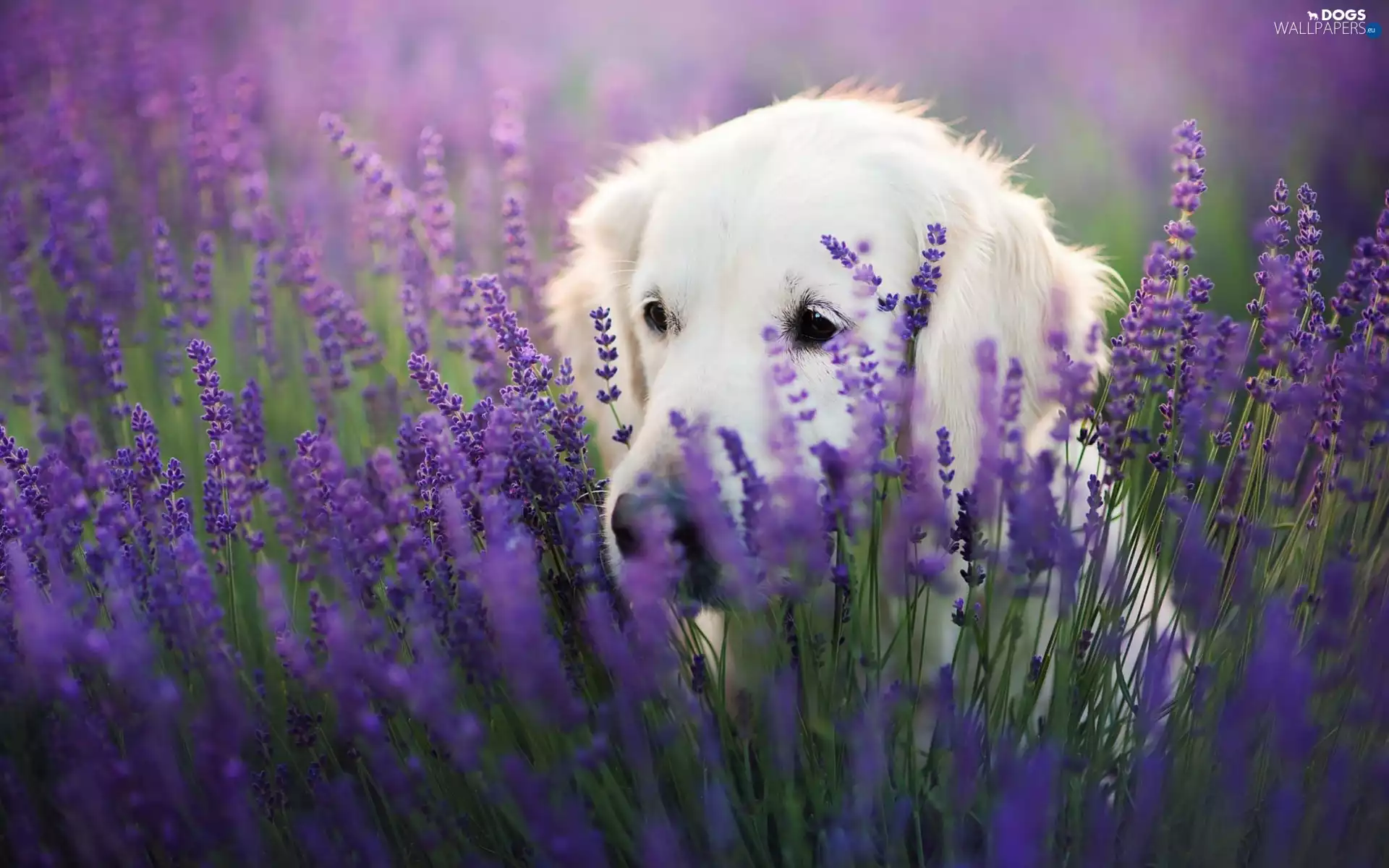 Golden Retriever, Narrow-Leaf Lavender