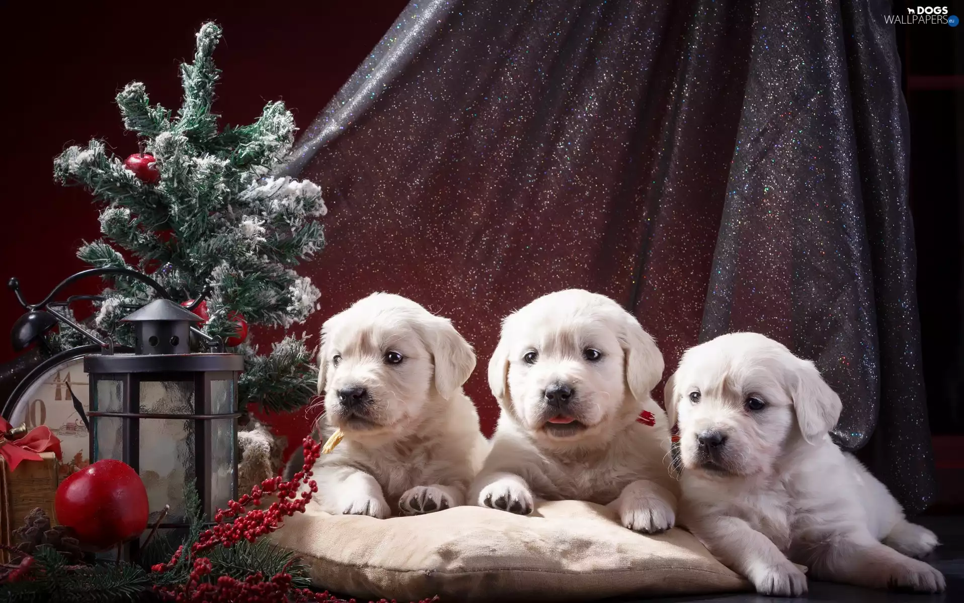 lantern, puppies, ornamentation, Christmas, christmas tree, Golden Retriever