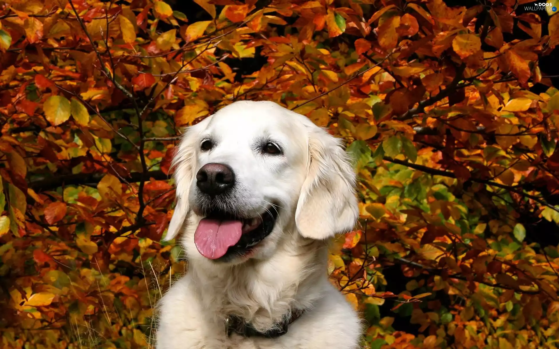 trees, golden, Park, retriever, White, viewes, autumn