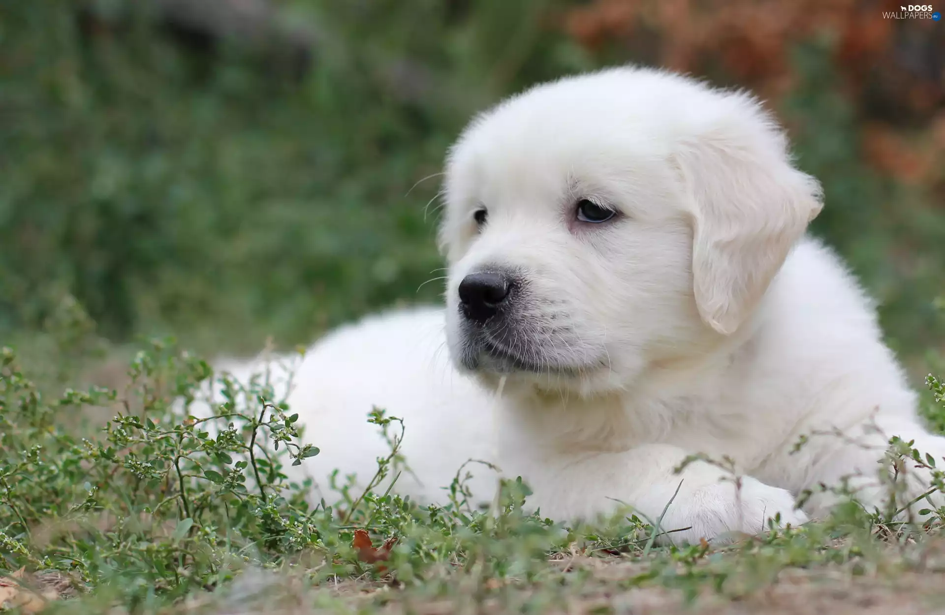 Plants, Puppy, Golden Retriever
