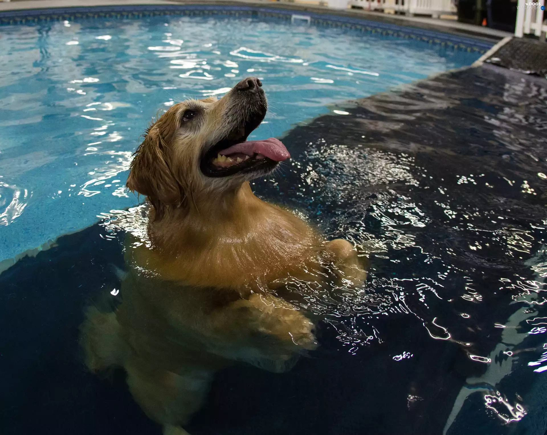 Pool, swimming, Golden Retriever