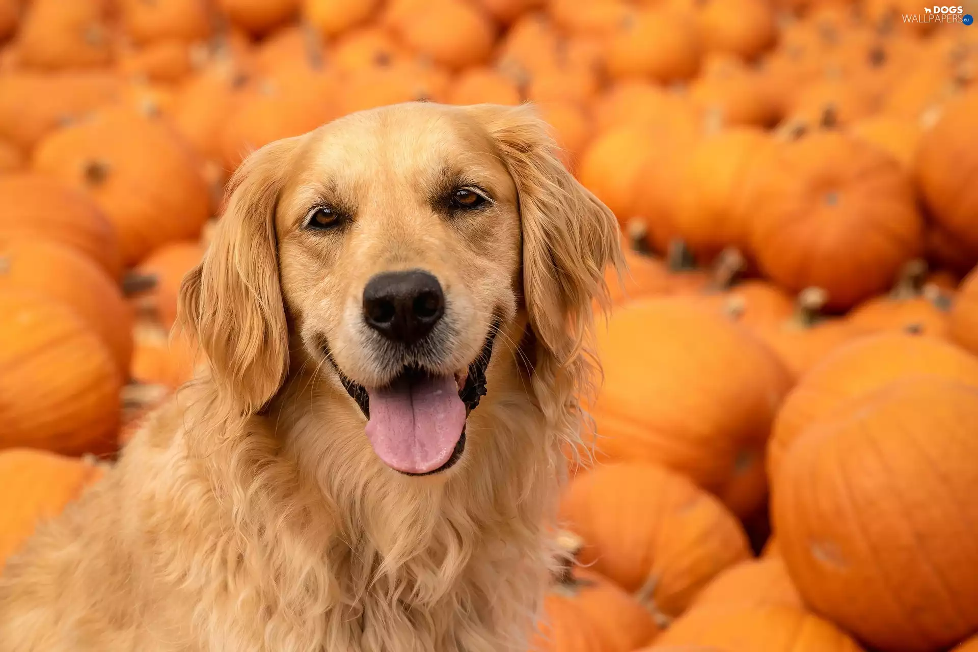pumpkin, dog, Golden Retriever