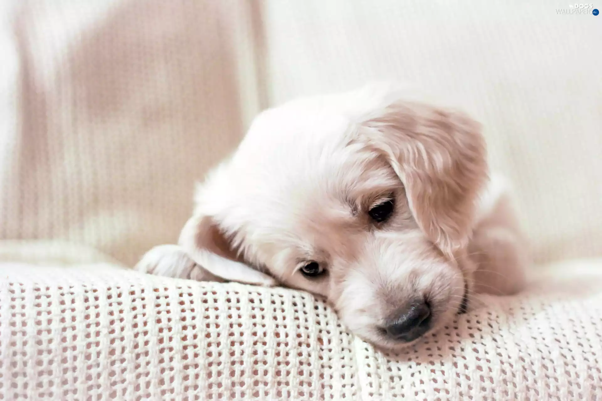 puppie, sad, Golden Retriever