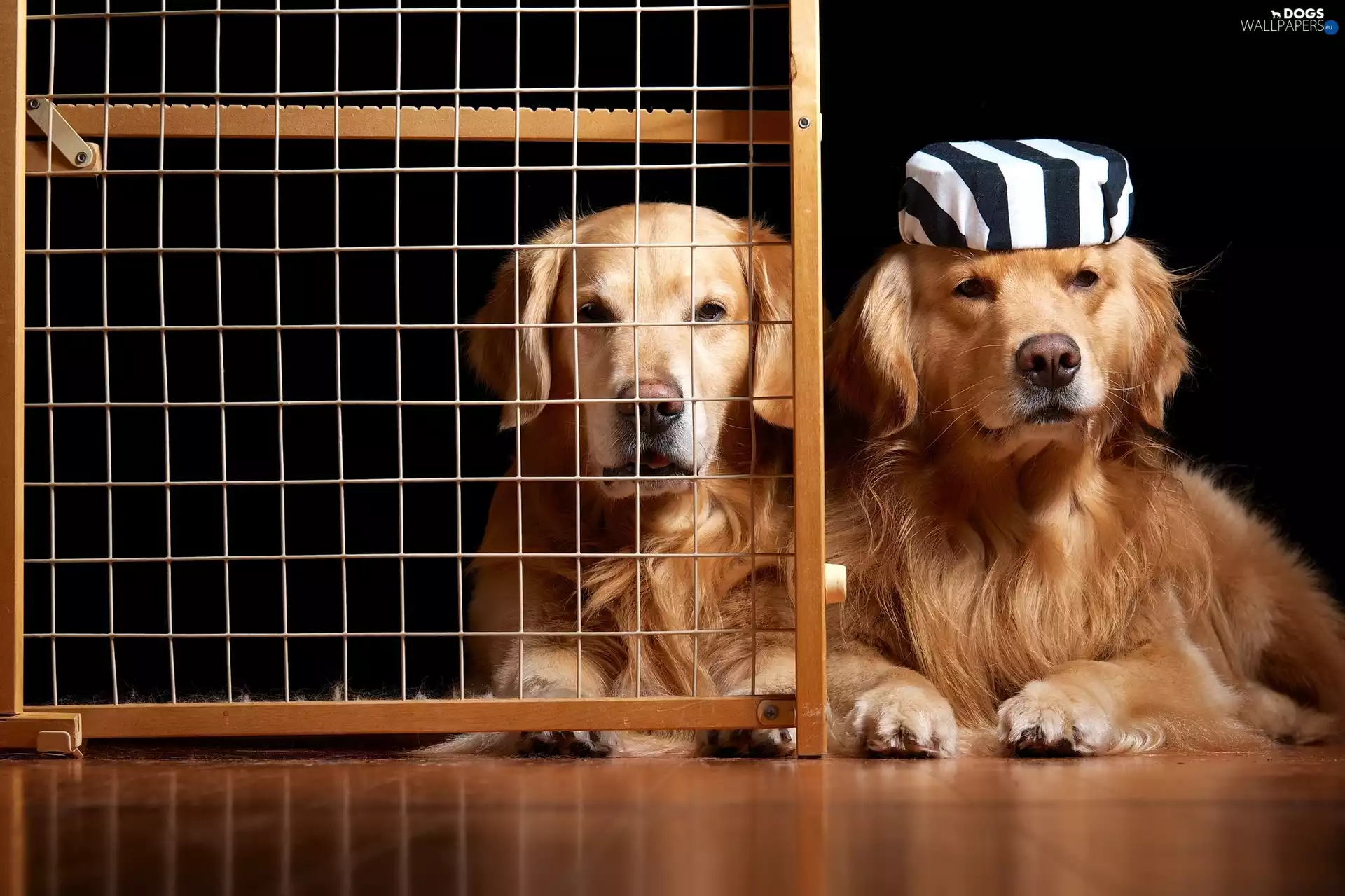 Two cars, Golden Retriever, grating, puppies