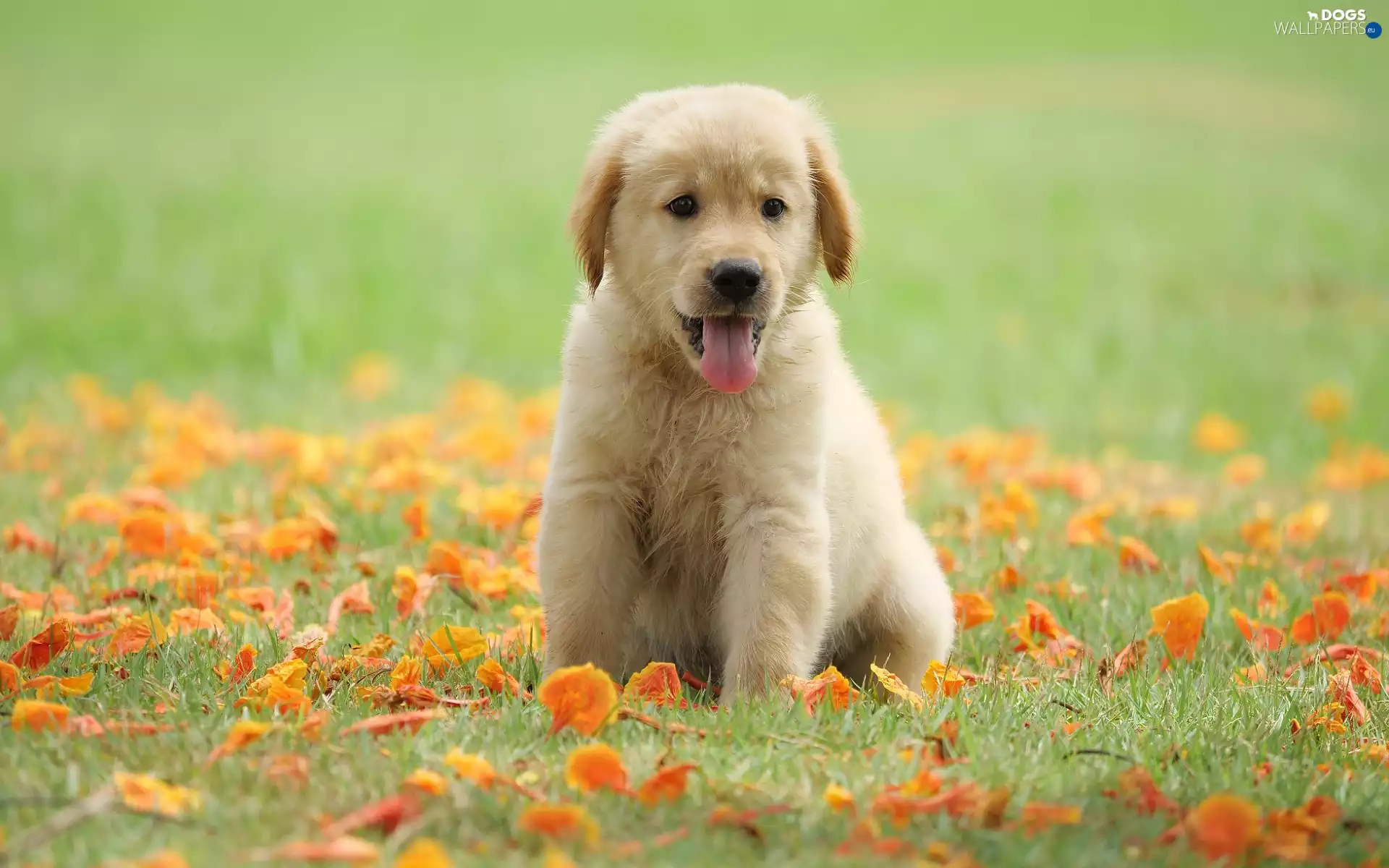 Meadow, Leaf, Golden Retriever, tongue, Puppy