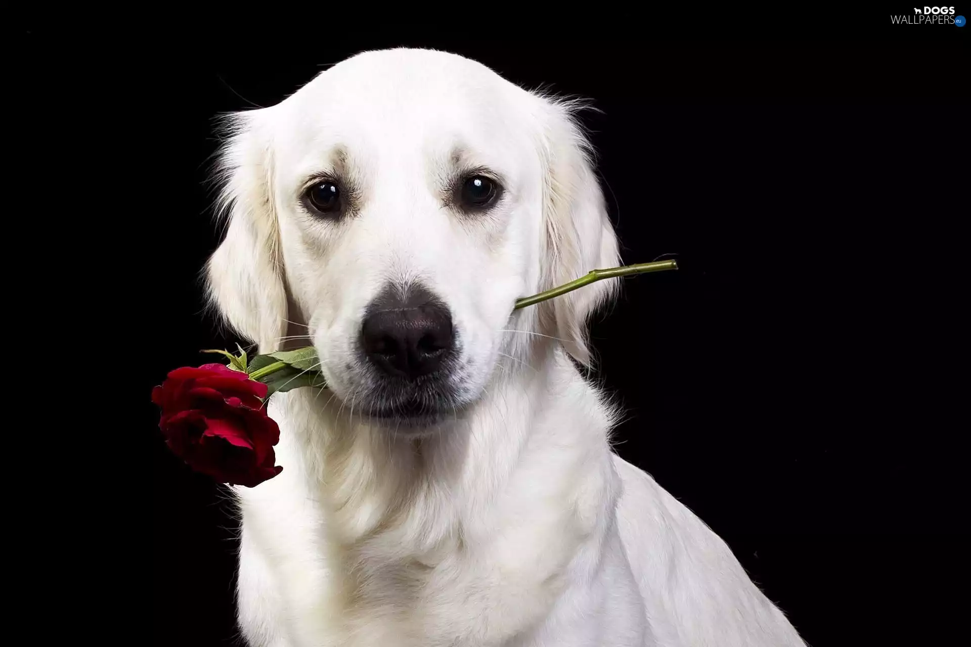 rose, dog, Golden Retriever