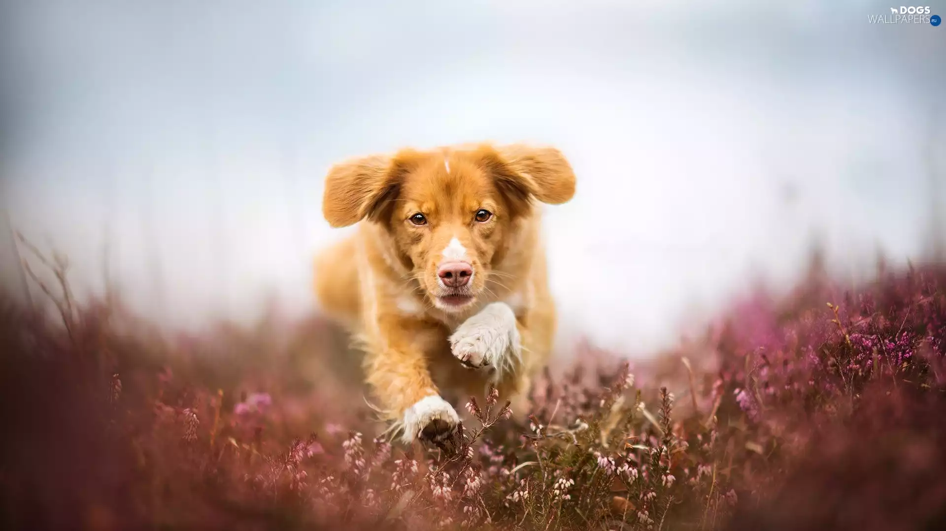 Meadow, heathers, running, Retriever Nova Scotia, dog