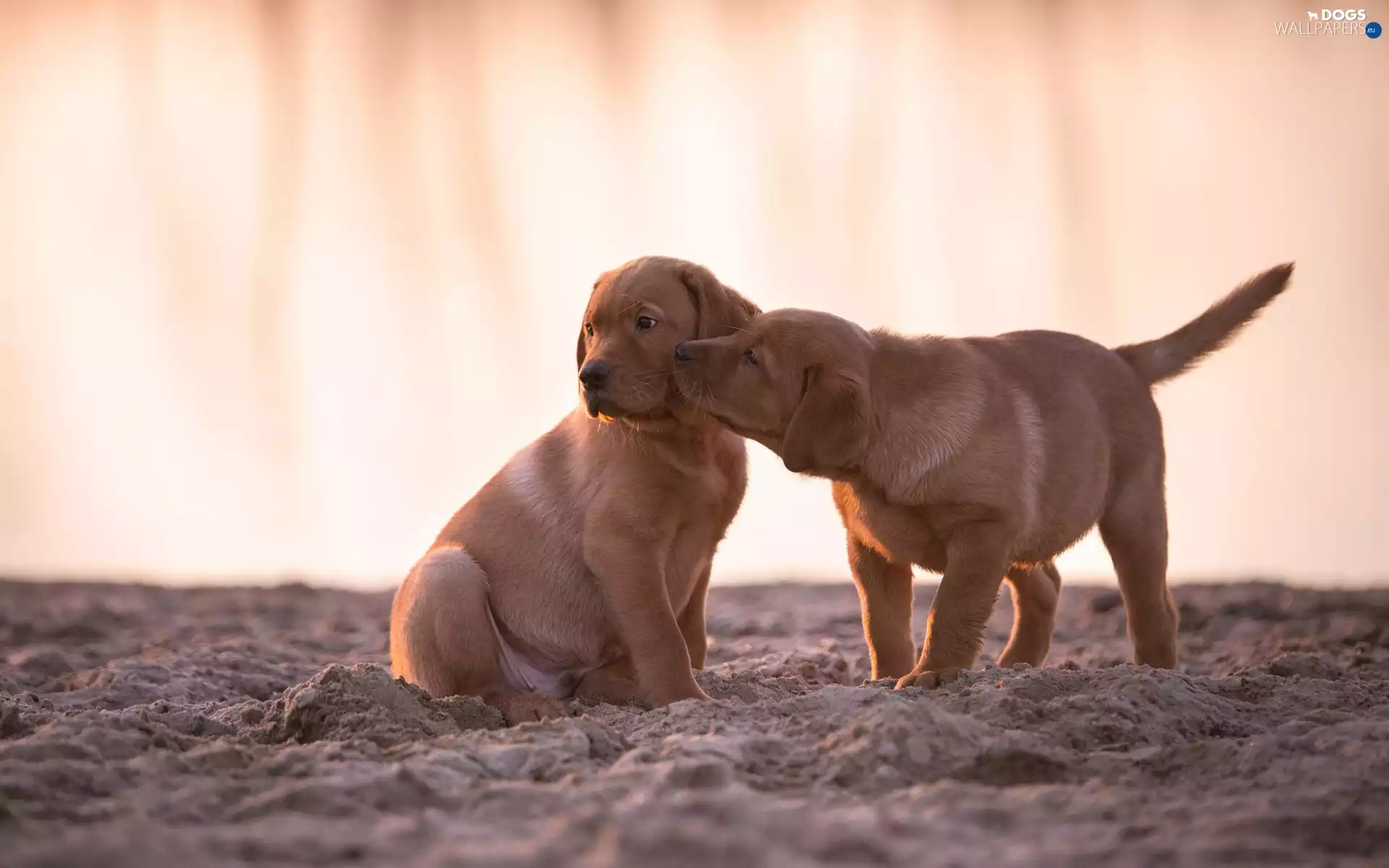 Sand, puppies, Golden Retriever