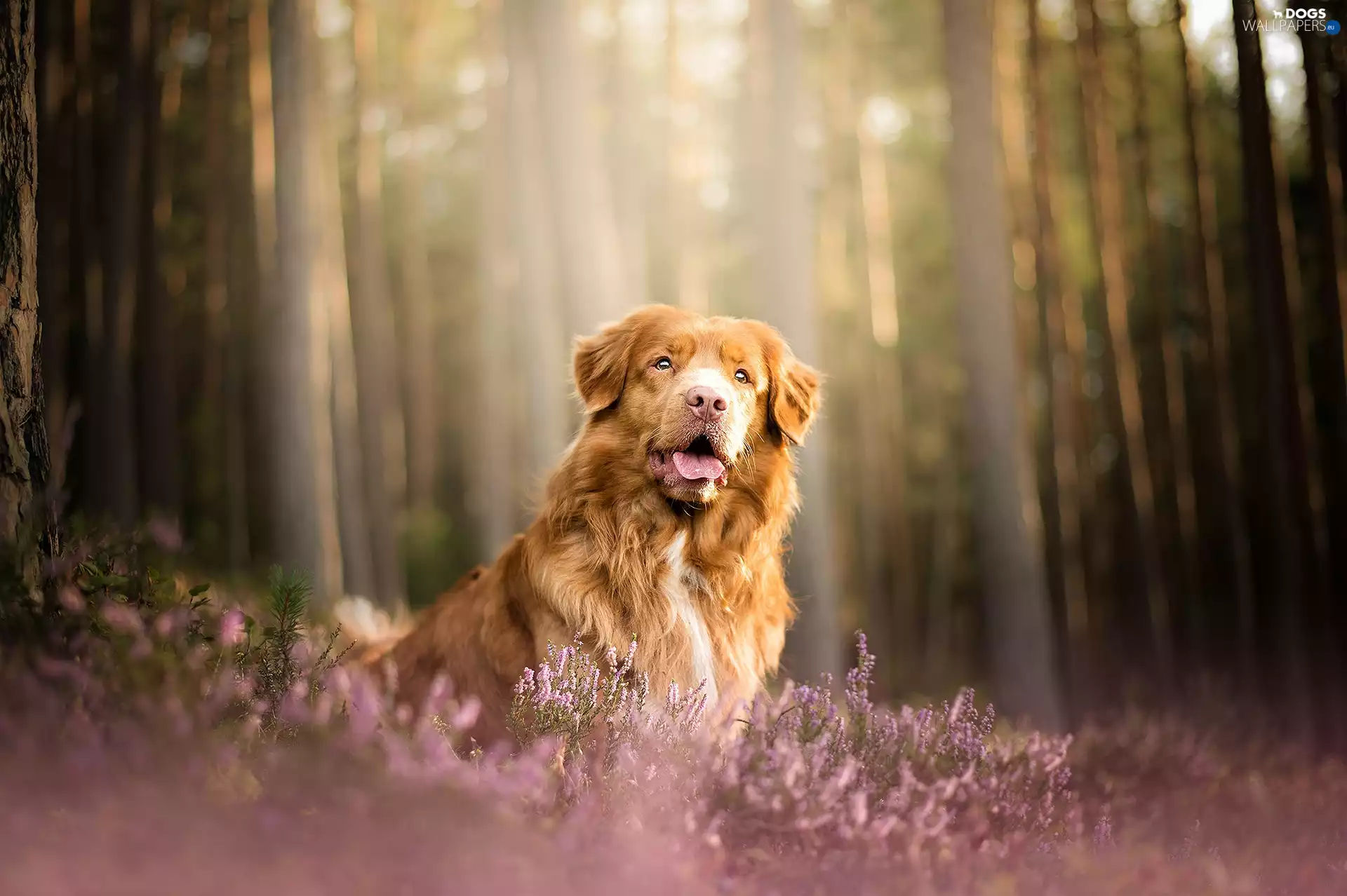 dog, heathers, forest, Retriever Nova Scotia