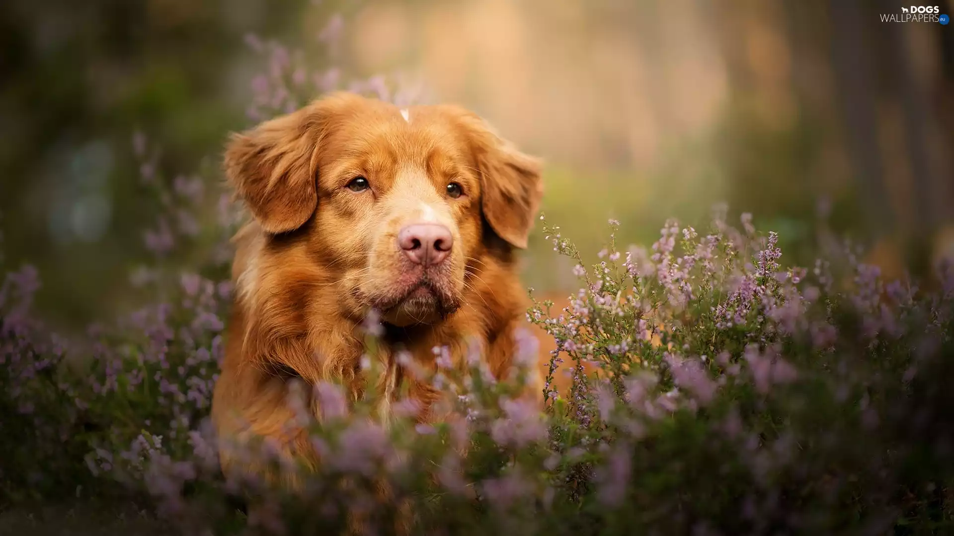 dog, muzzle, heather, Retriever Nova Scotia