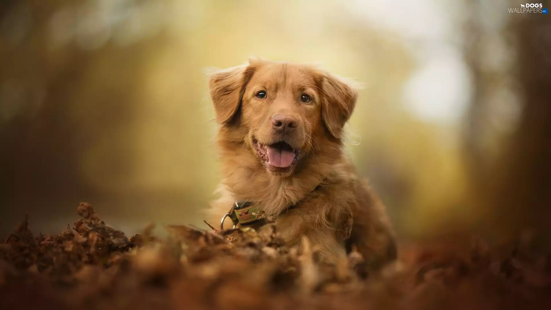 dog, muzzle, Leaf, Retriever Nova Scotia