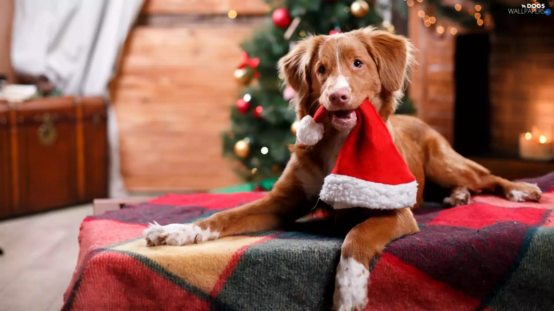dog, Hat, Nicholas, Retriever Nova Scotia