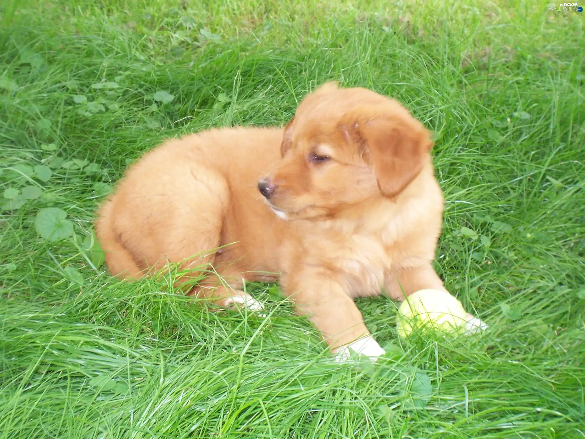 Retriever Nova Scotia, Puppy