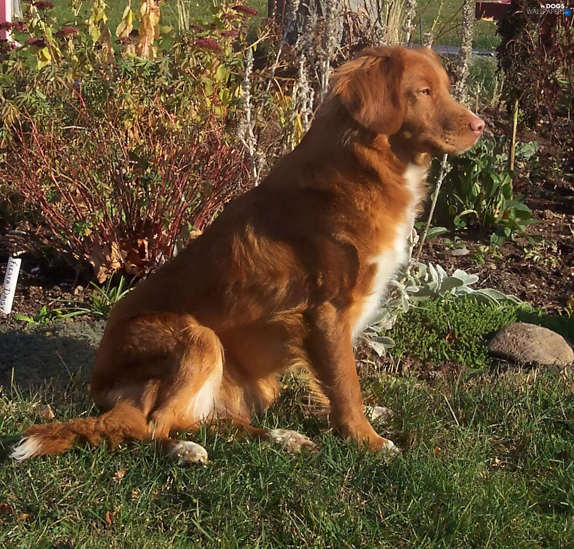 Retriever Nova Scotia