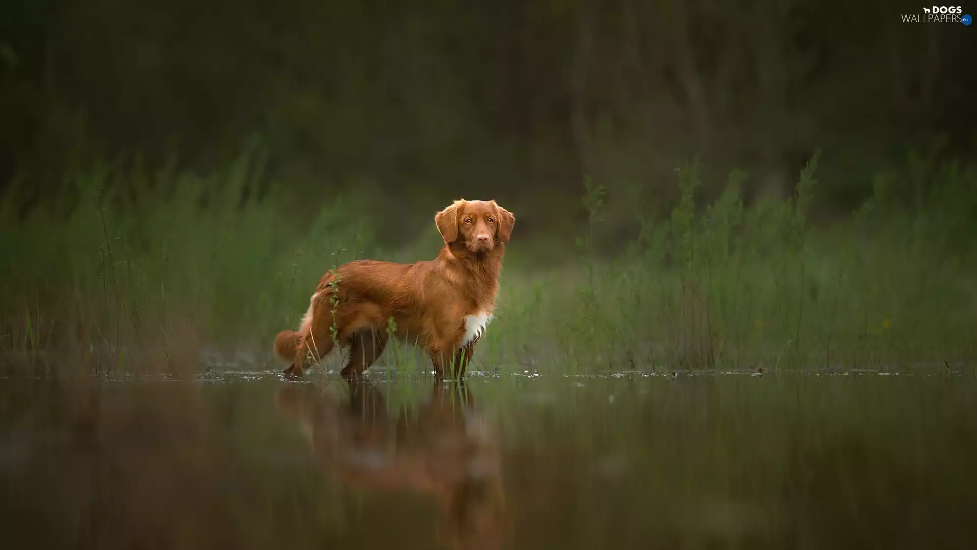 dog, water, scrub, Retriever Nova Scotia