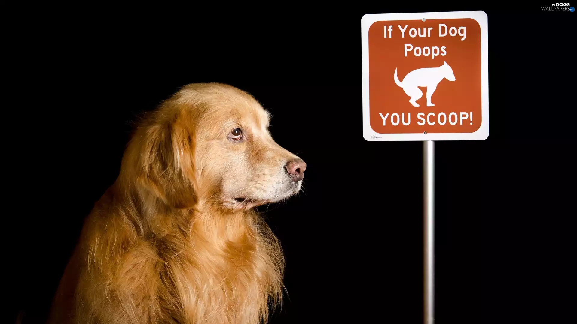 muzzle, dog, Sign, housework, The look, Golden Retriever