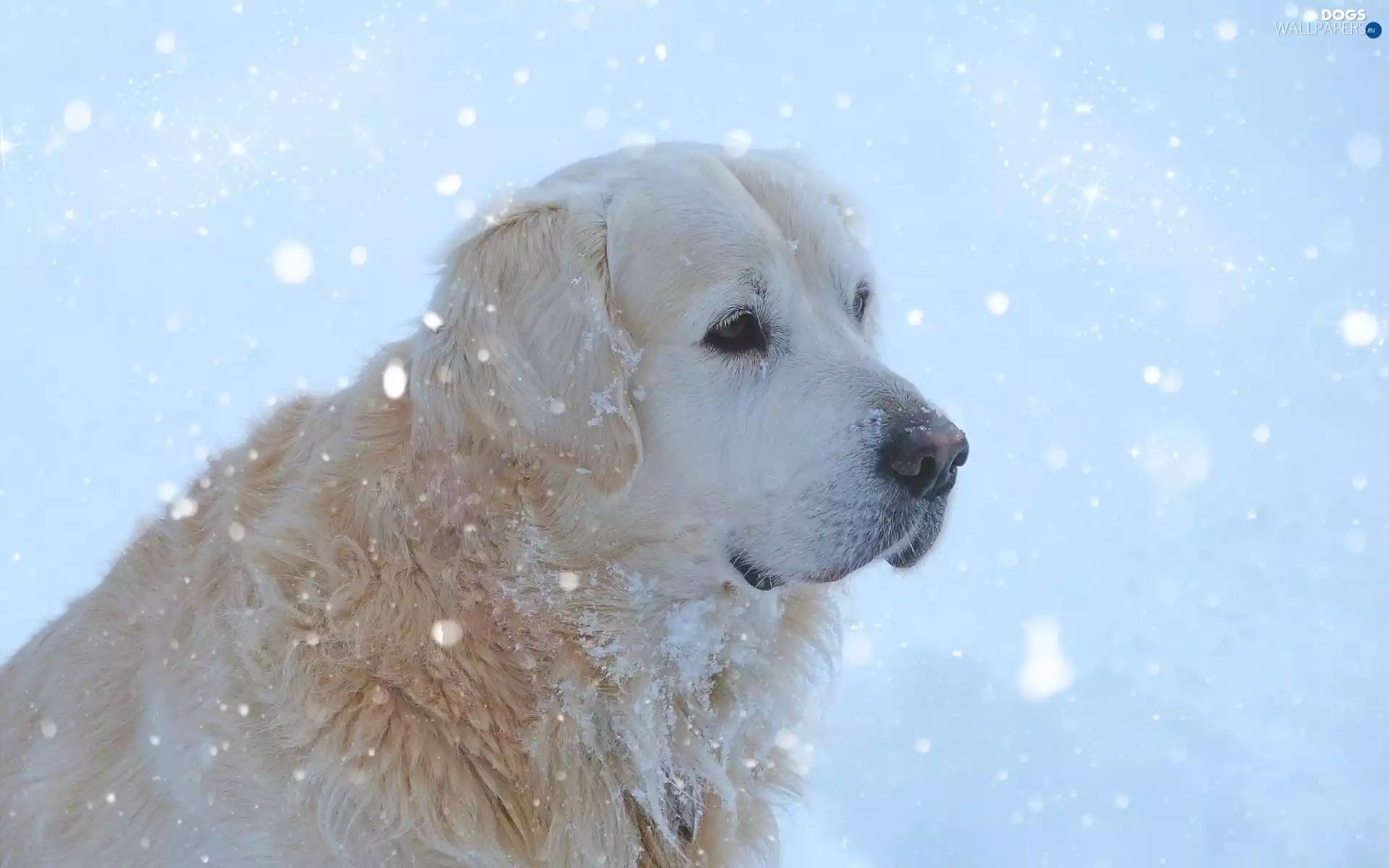 Golden Retriever, snow, winter, dog