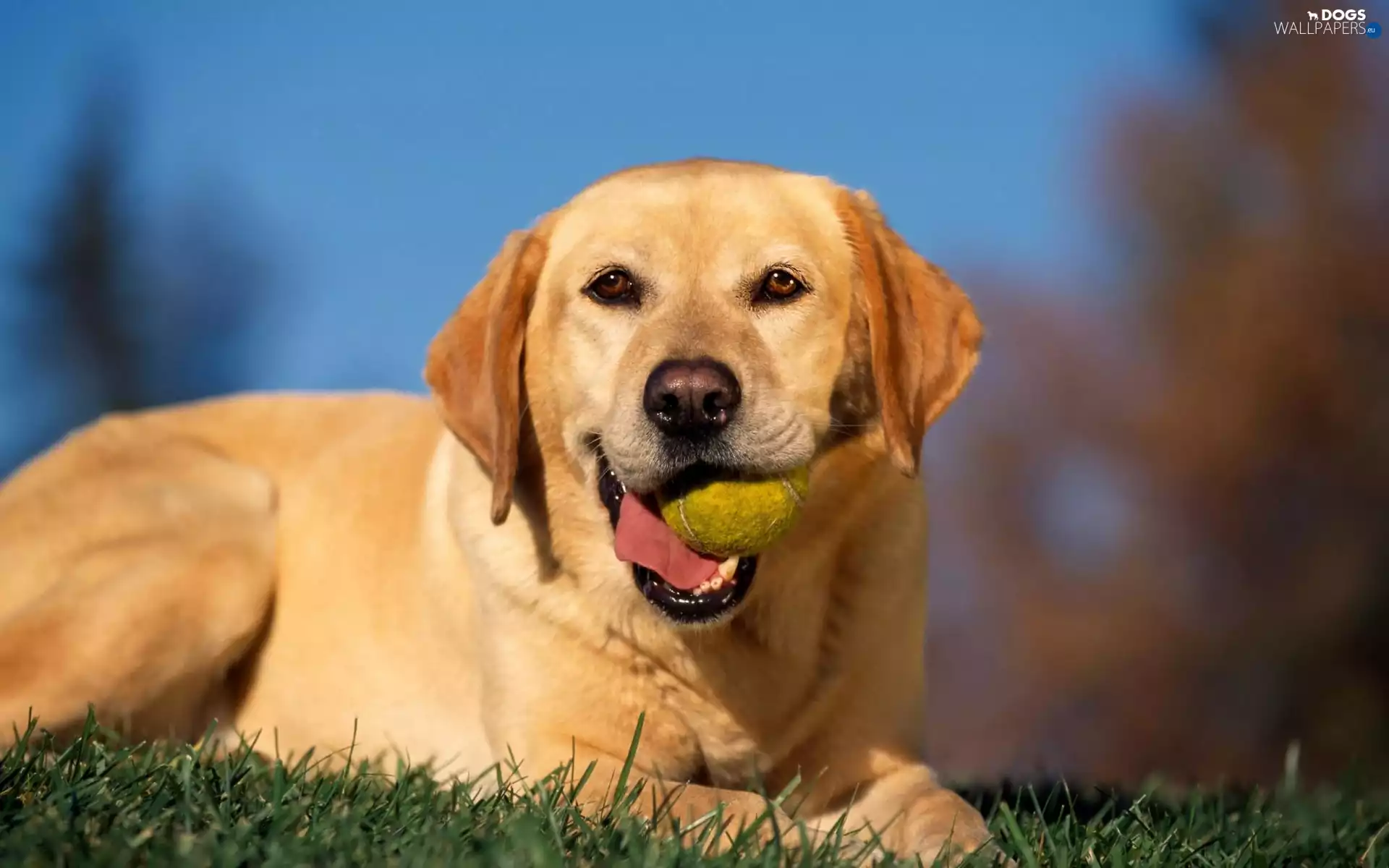 the ball, happy, retriever