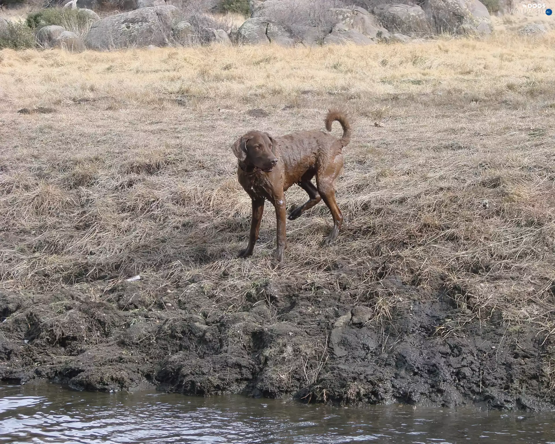 wet, Chesapeake Bay retriever
