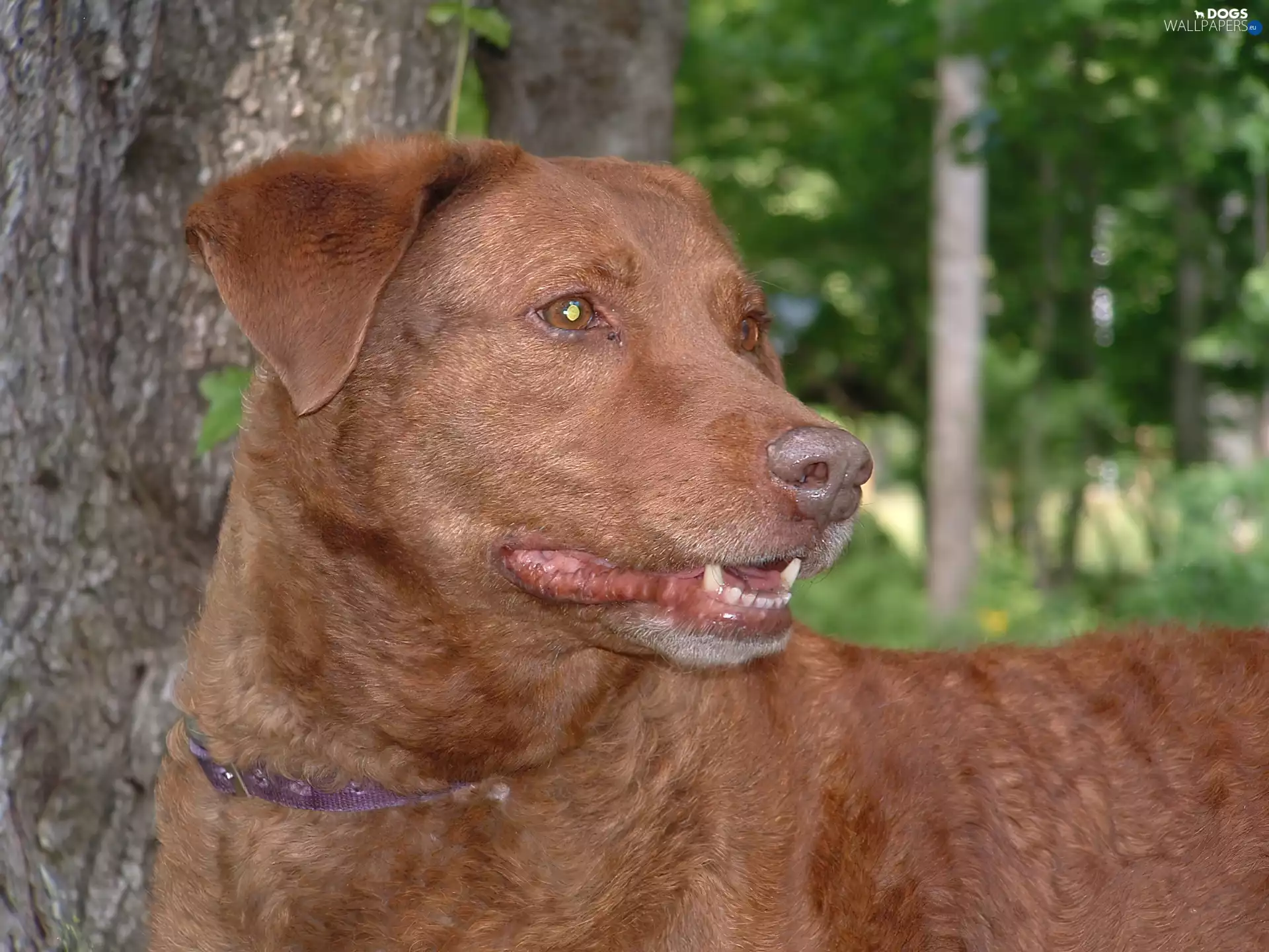 Head, Chesapeake Bay retrievera