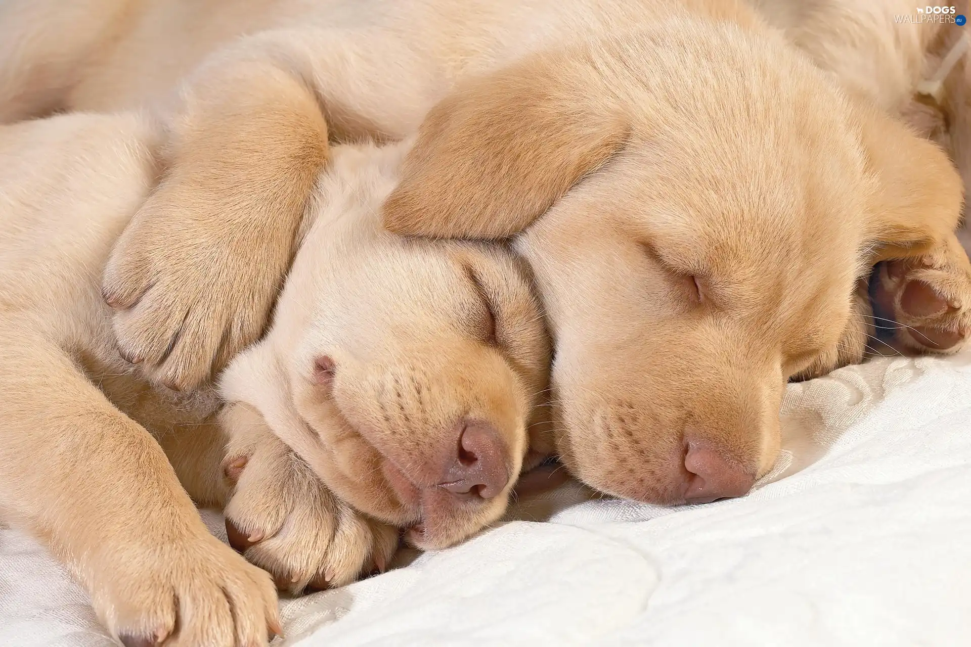 golden, retrievers, Sleeping