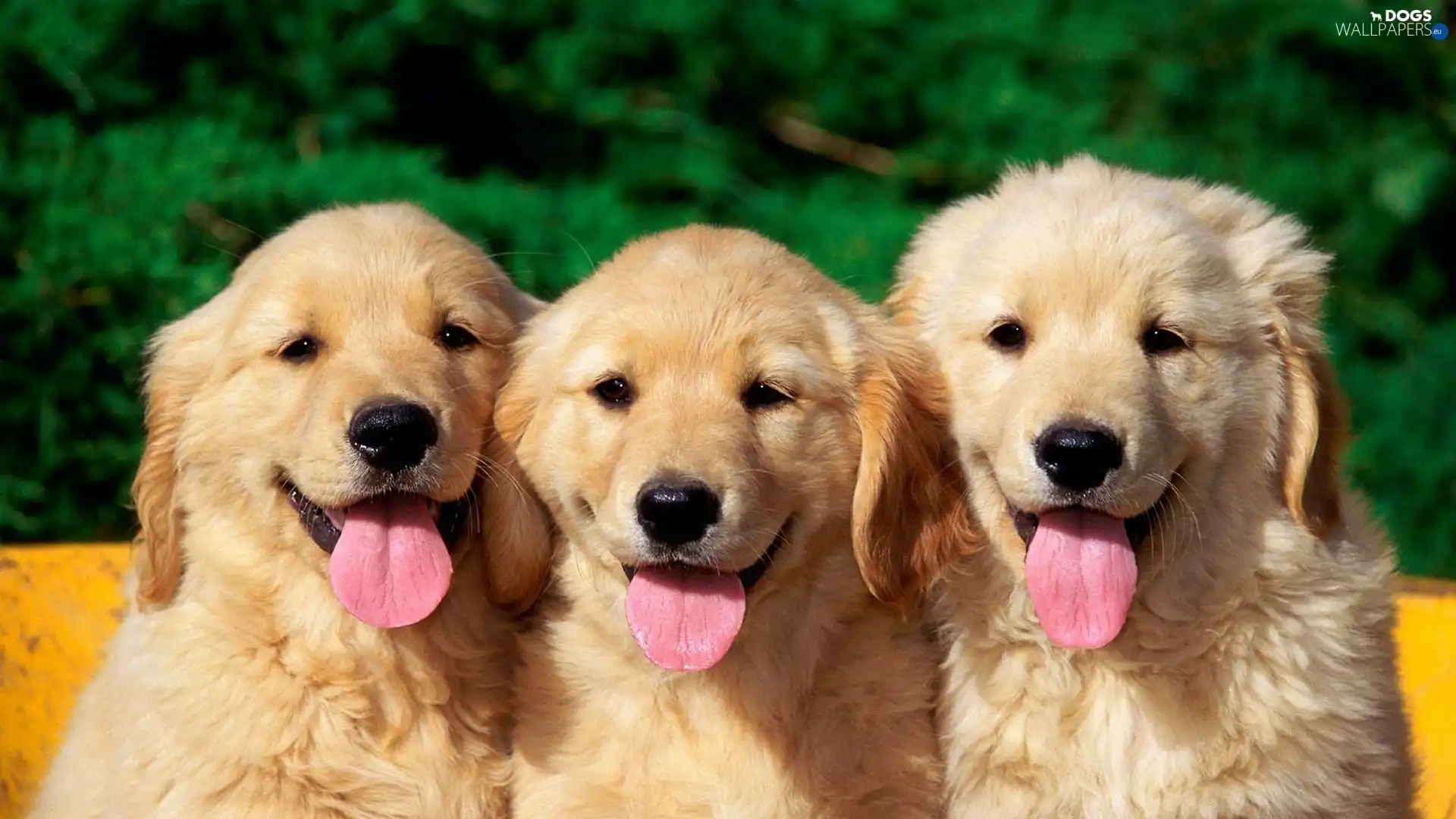 retrievers, golden, Three, Languages, young
