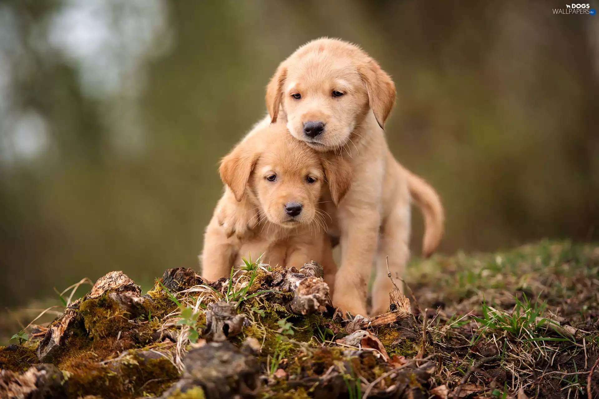 Golden Retrievery, Two cars, puppies