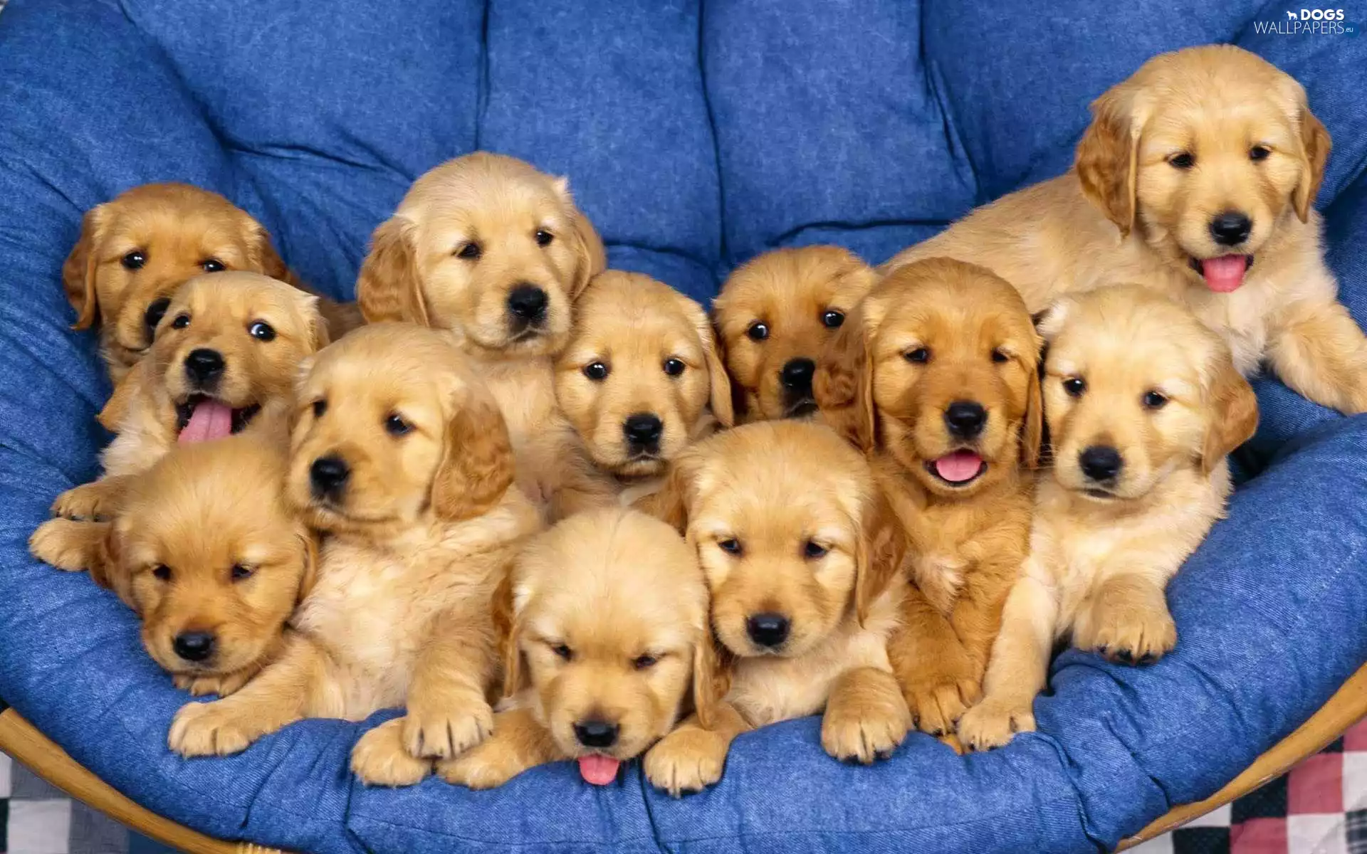 Retriver, puppies, golden